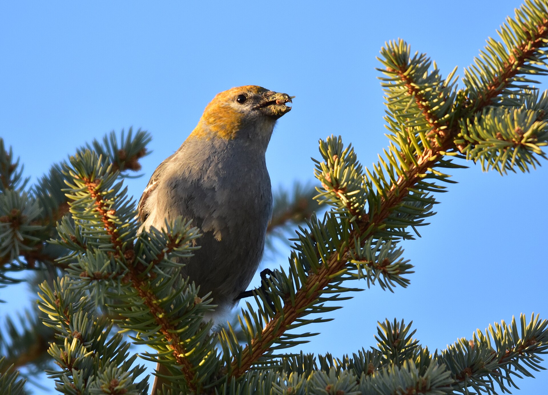Pine Grosbeak Overview (Sambucus canadensis)