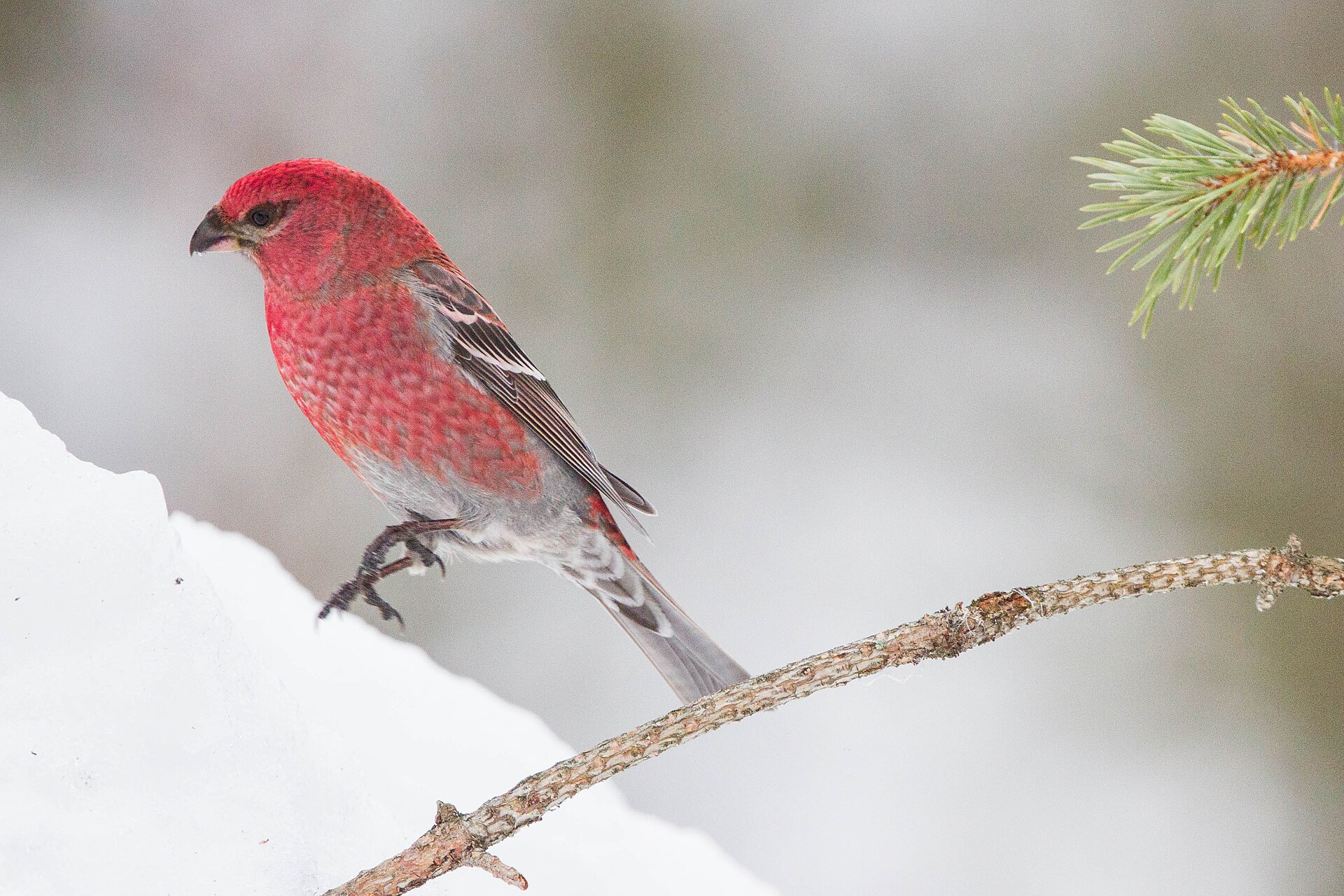 pine grosbeak