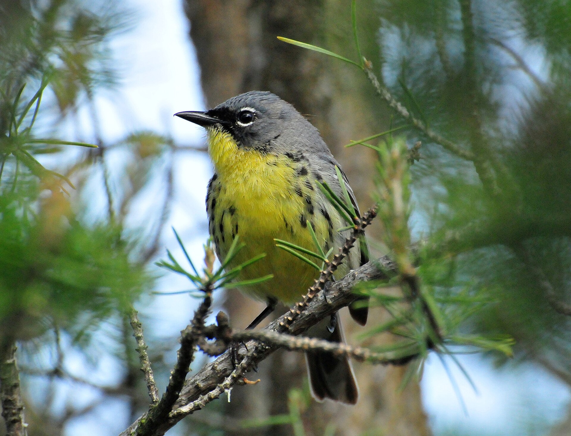 Pine Warbler Information ()