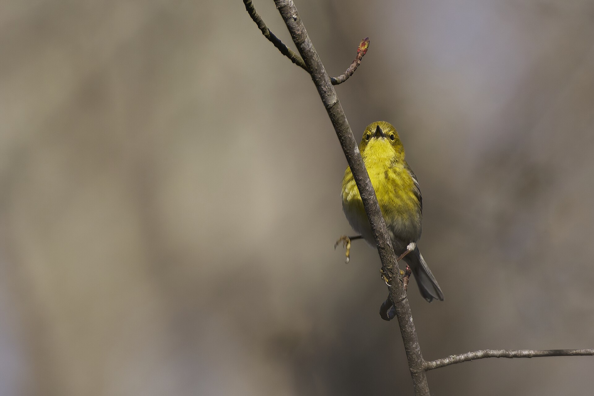 pine warbler