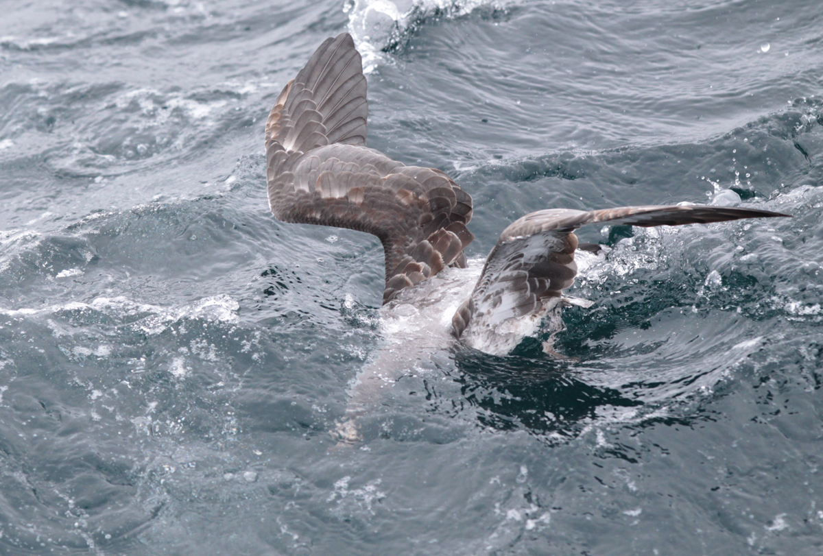 Pink-footed Shearwater (Ardenna creatopus)