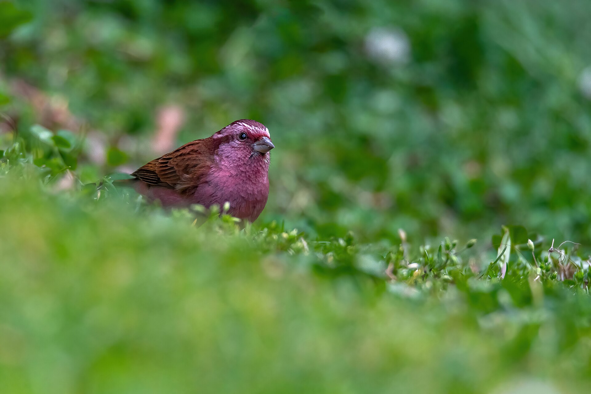 Pink Rosefinch ()