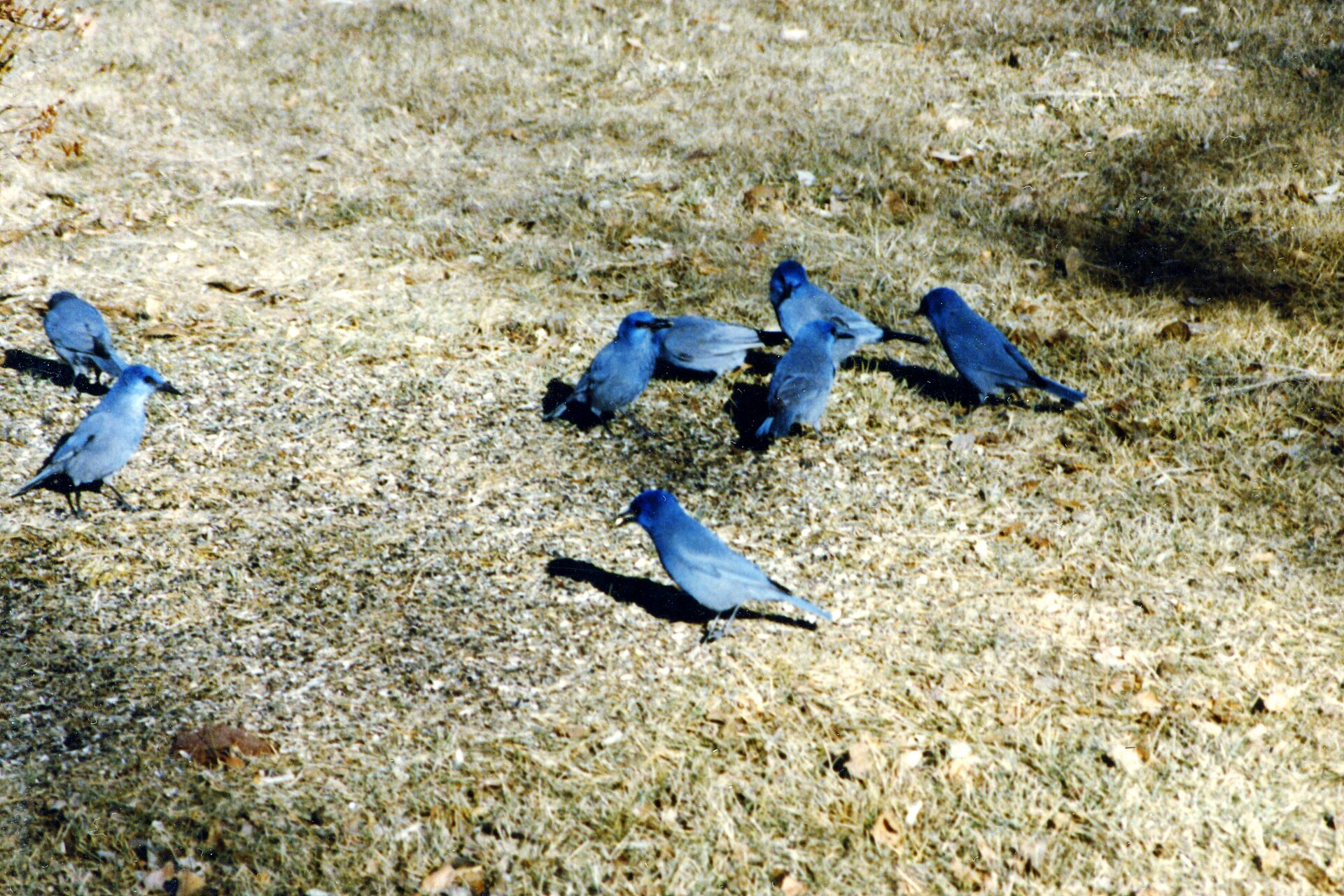 Pinon Jay Pinon Jay ()