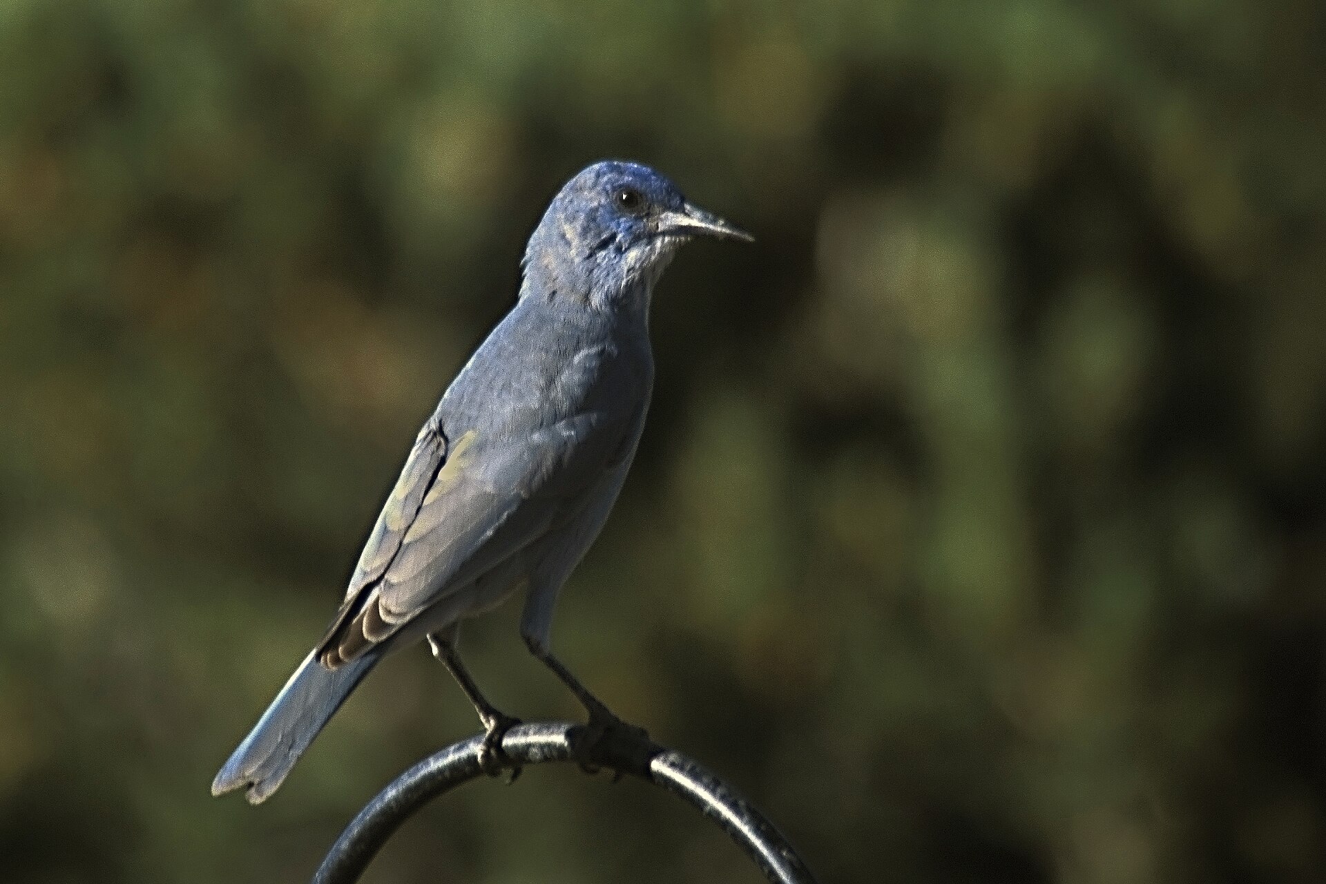 Pinyon Jay ()