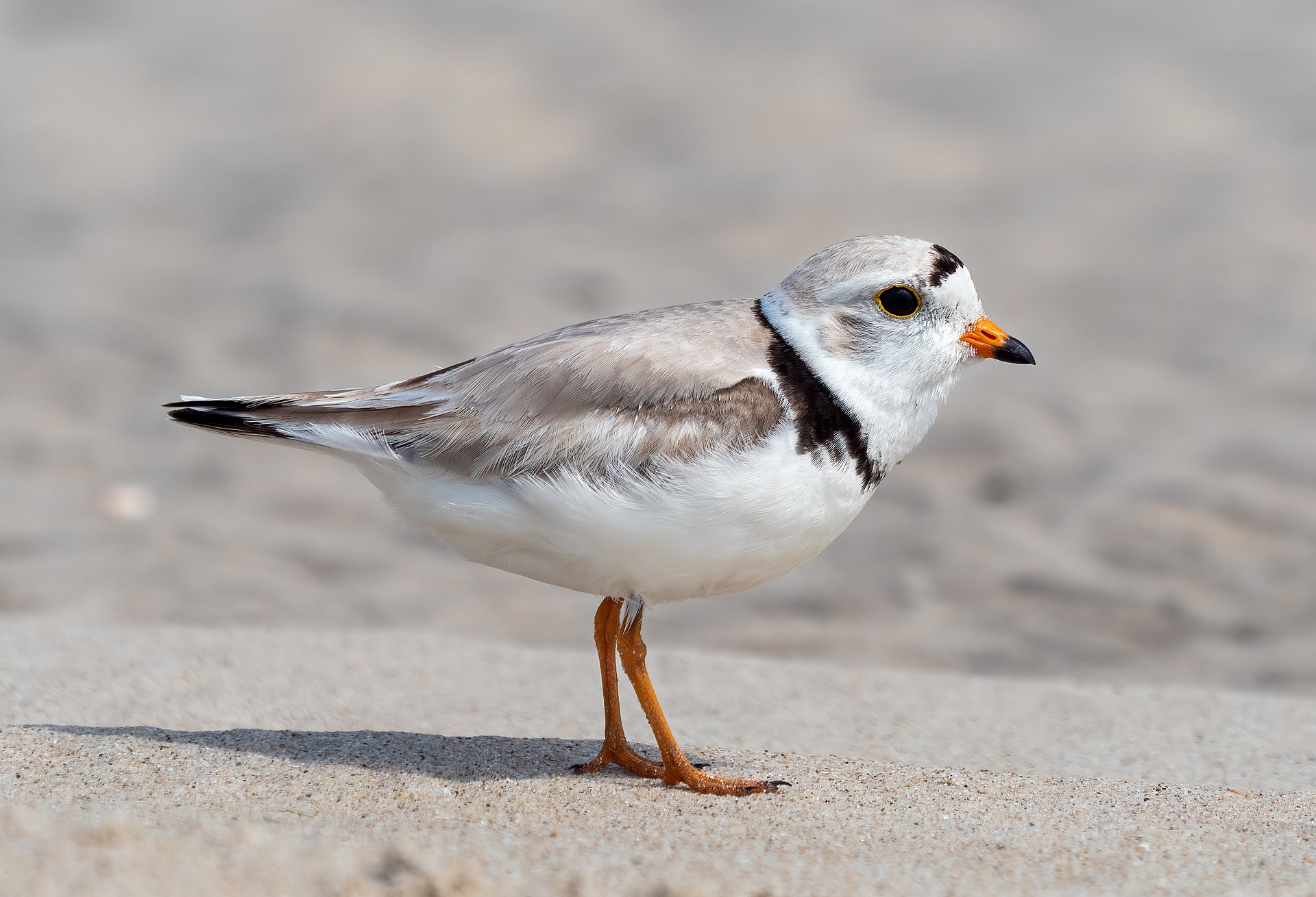 Piping Plover Feature ()