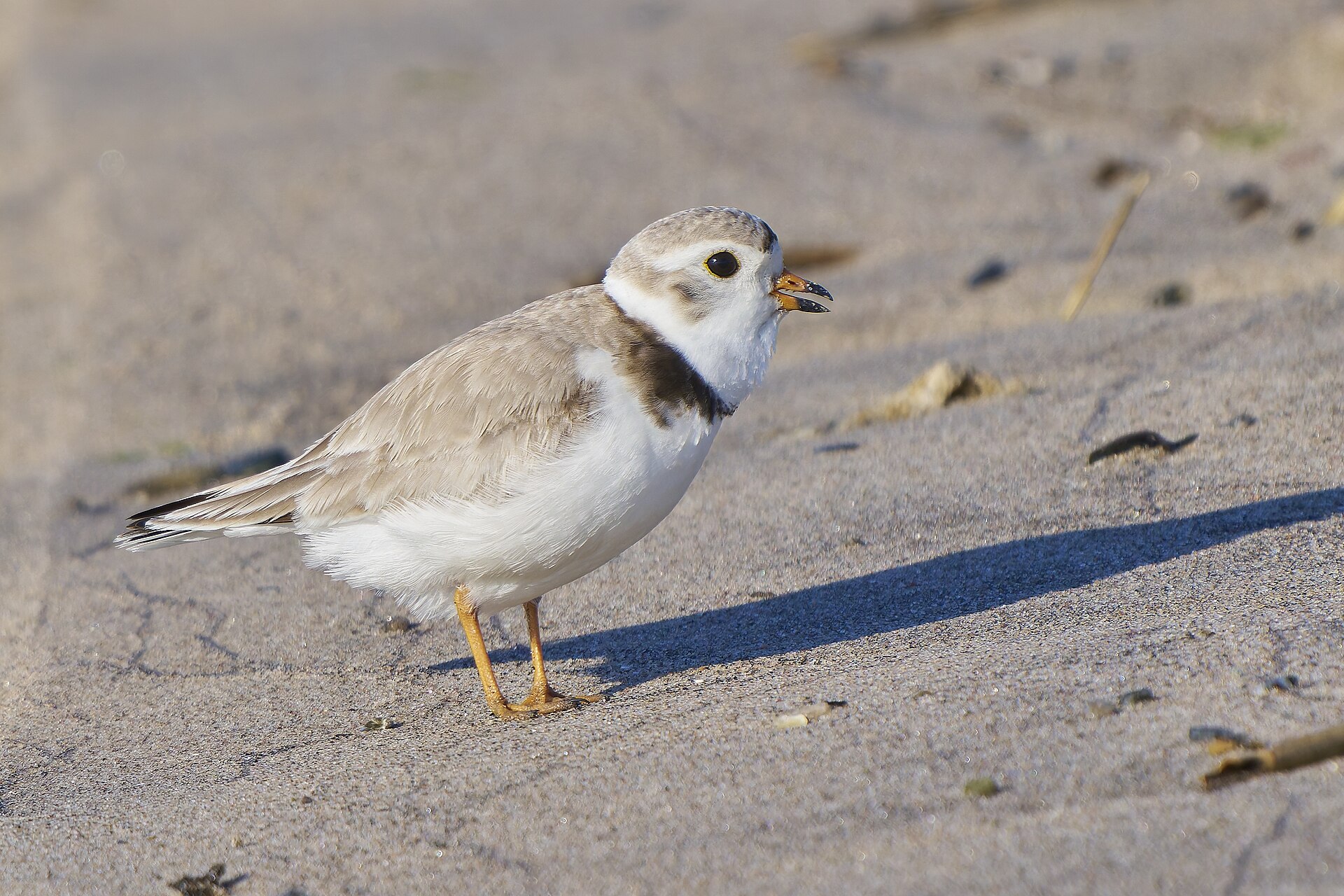 piping plover
