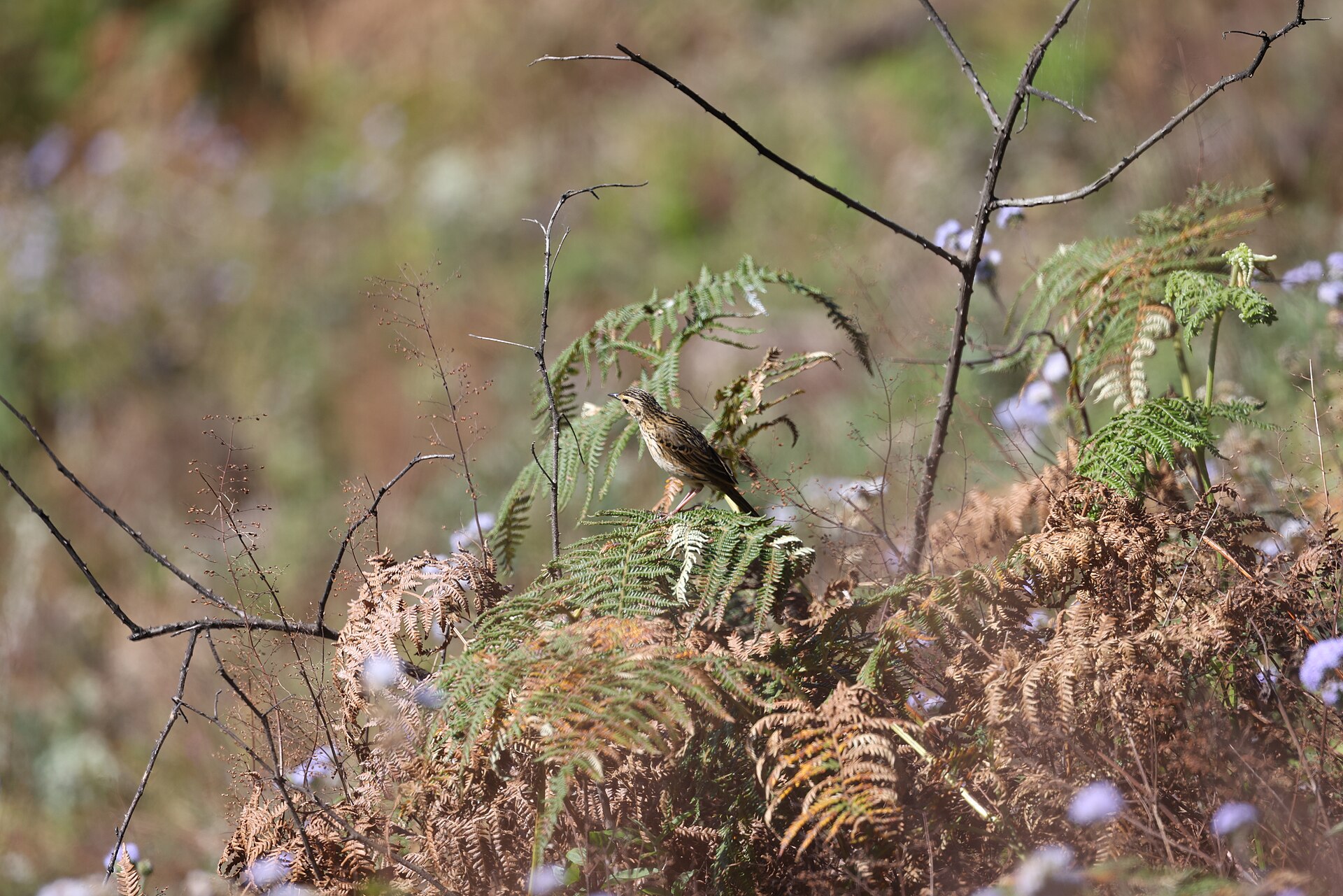 Pipit Habitat ()