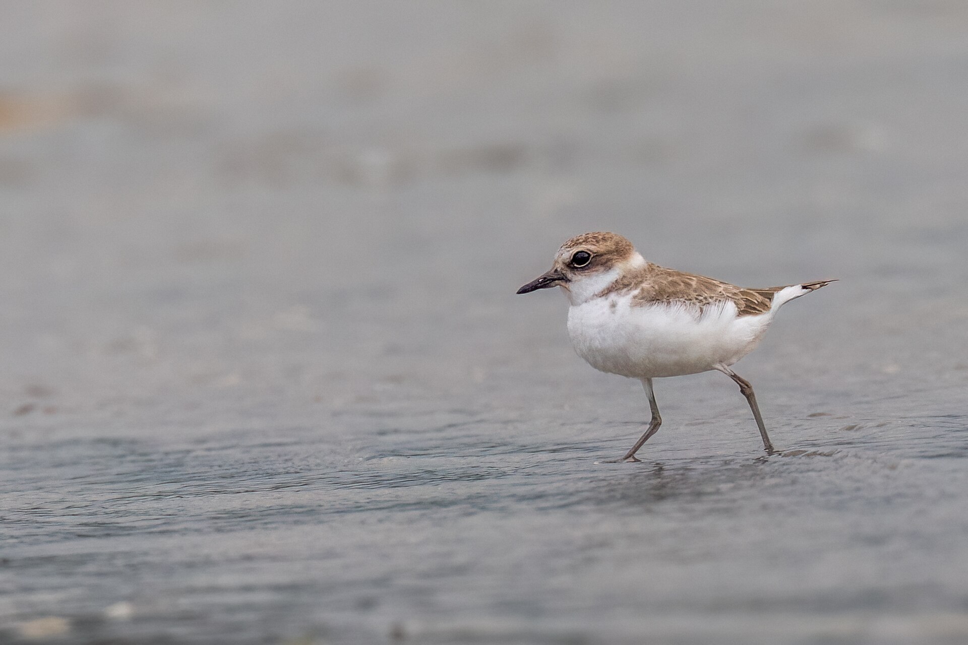 Plover Environment ()