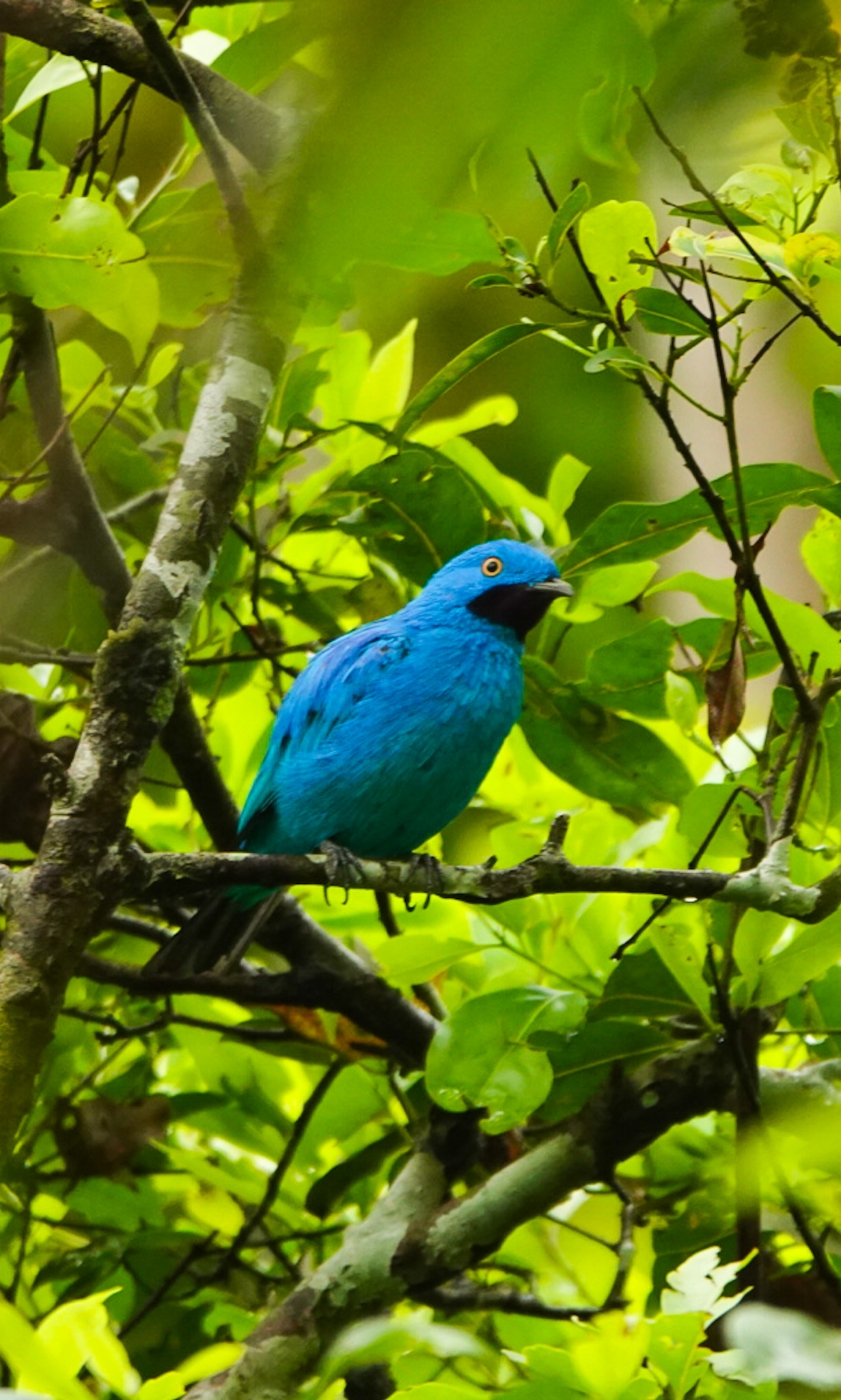 Plum-throated Cotinga Plum-throated Cotinga (Cotinga maynana)