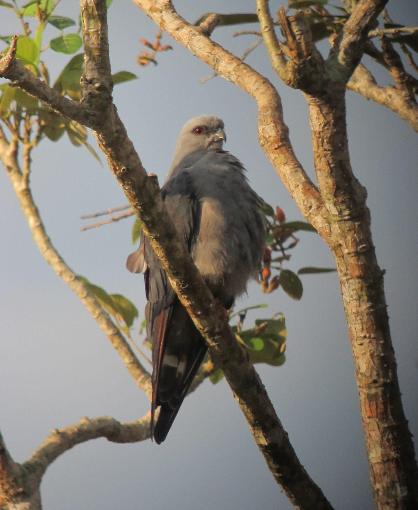 Plumbeous Kite Plumbeous Kite (Ictinia plumbea)