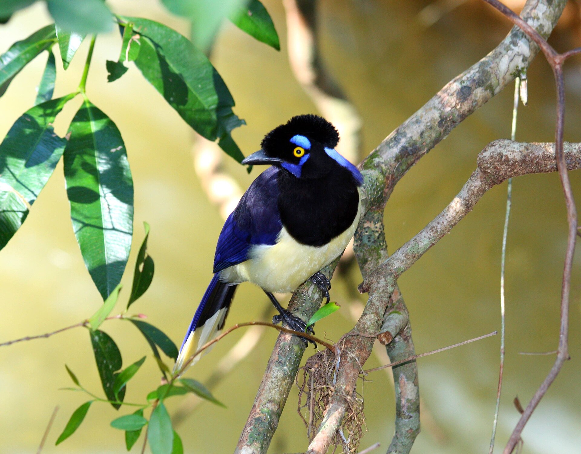 Plush-crested Jay ()