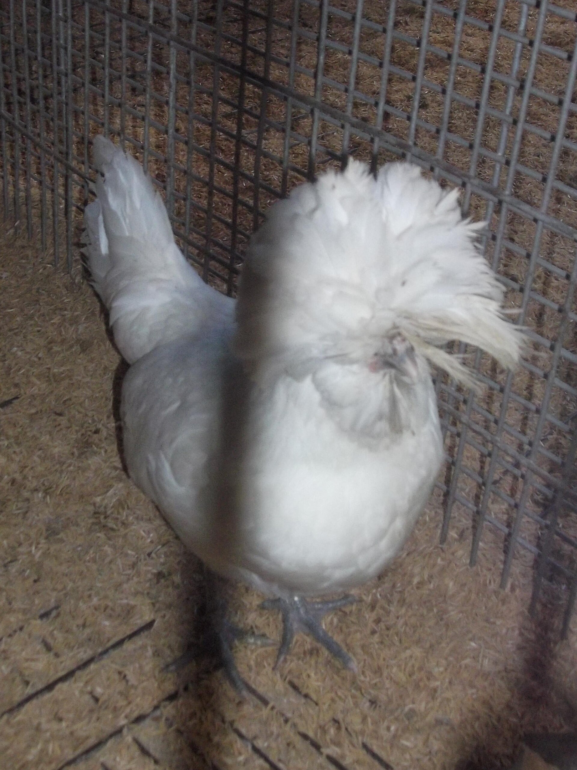 Polish Chicken ()