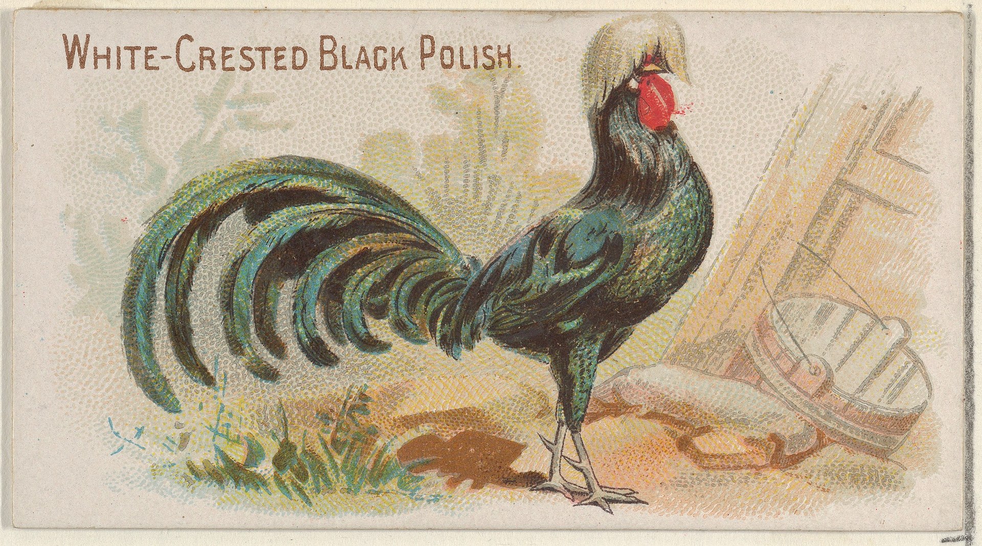 Polish Crested Chicken ()