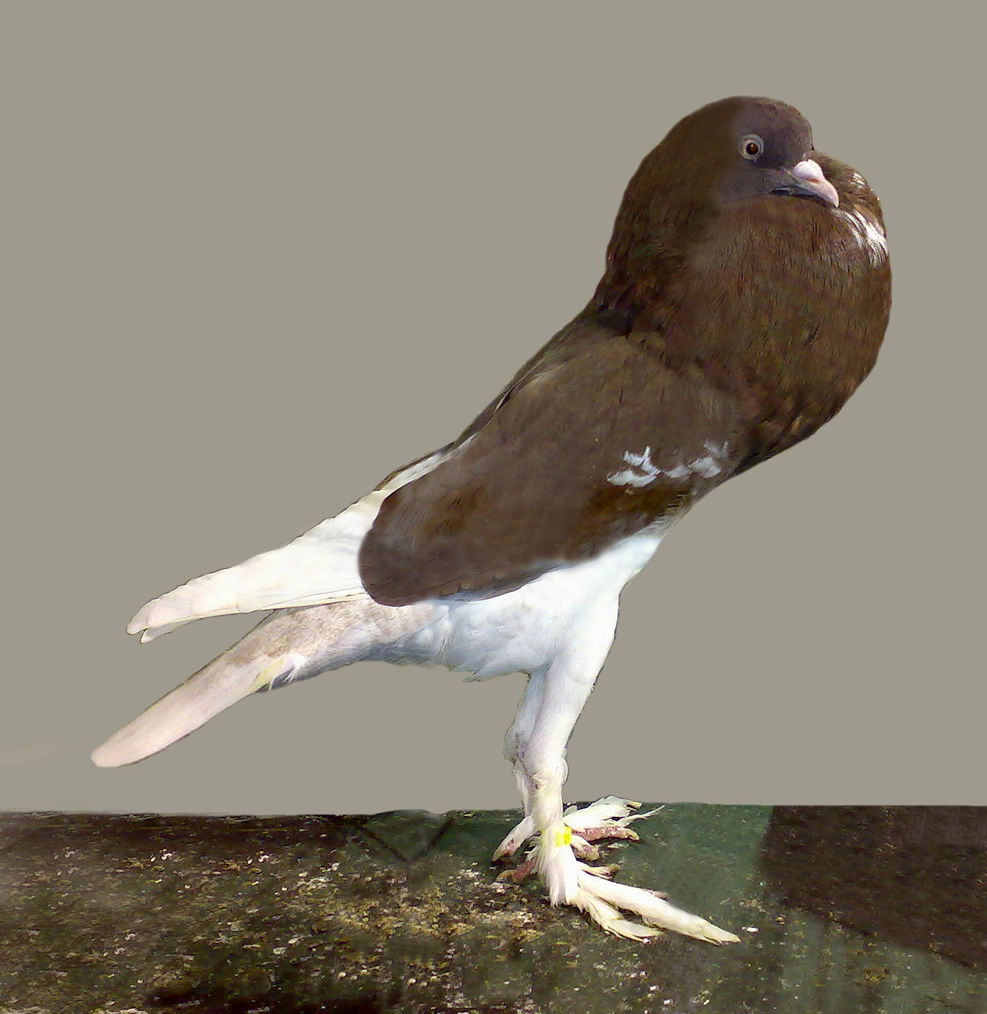 Pouter Pigeon Pouter Pigeon ()