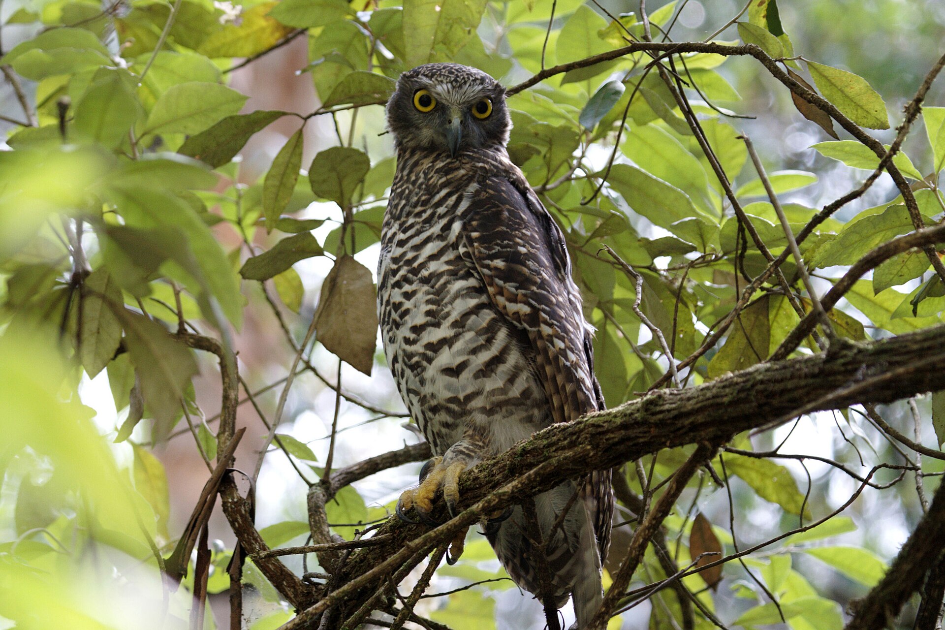 Powerful Owl ()