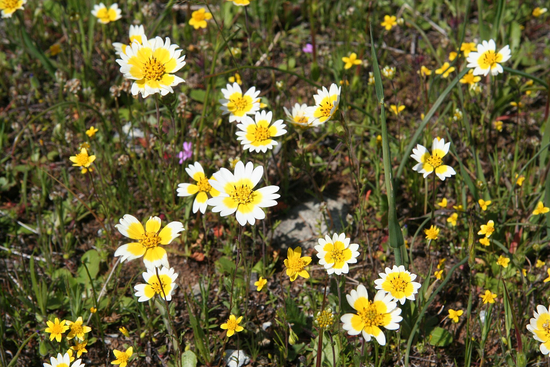 prairie falcon habitat