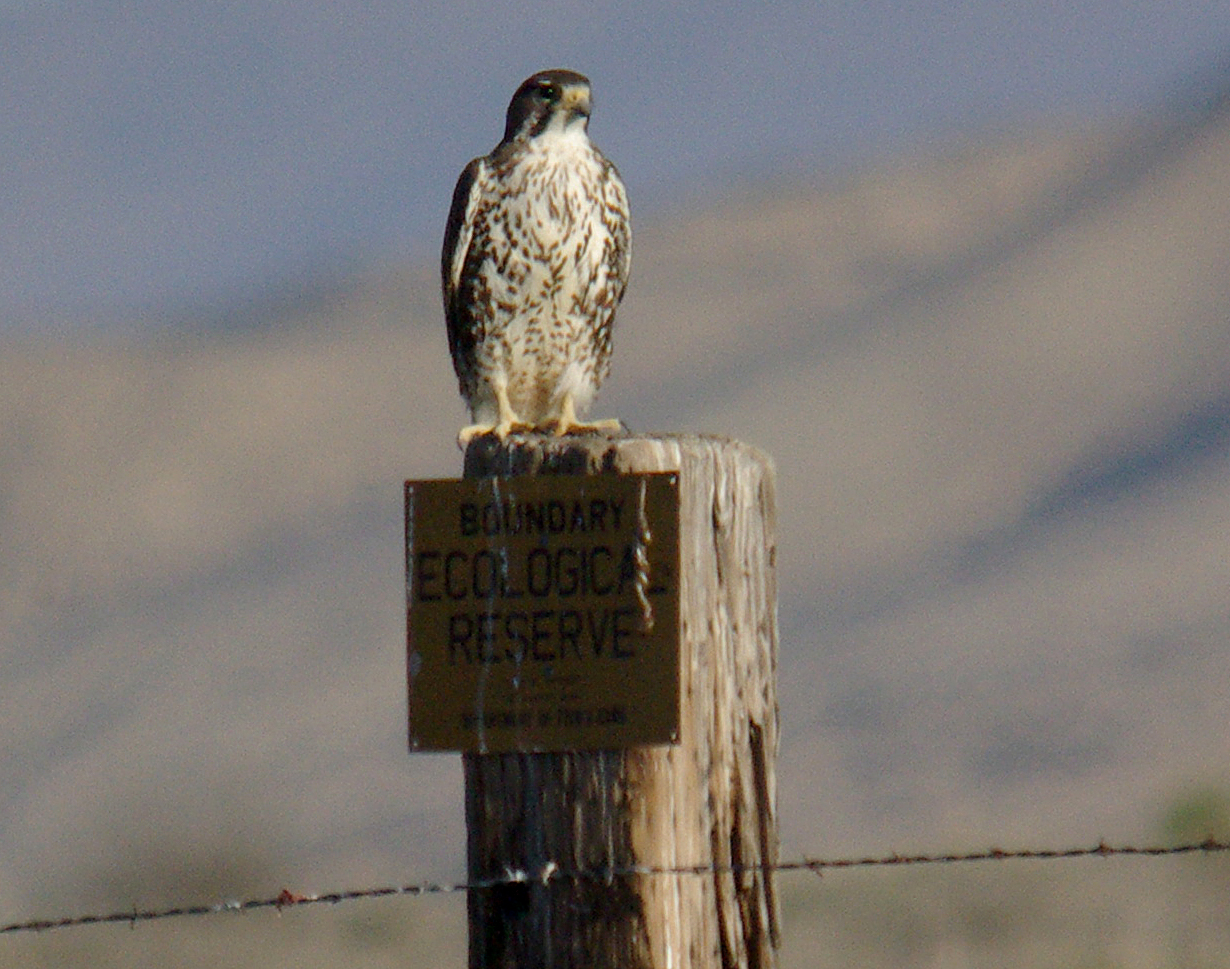 Prairie Falcon (Falco mexicanus)