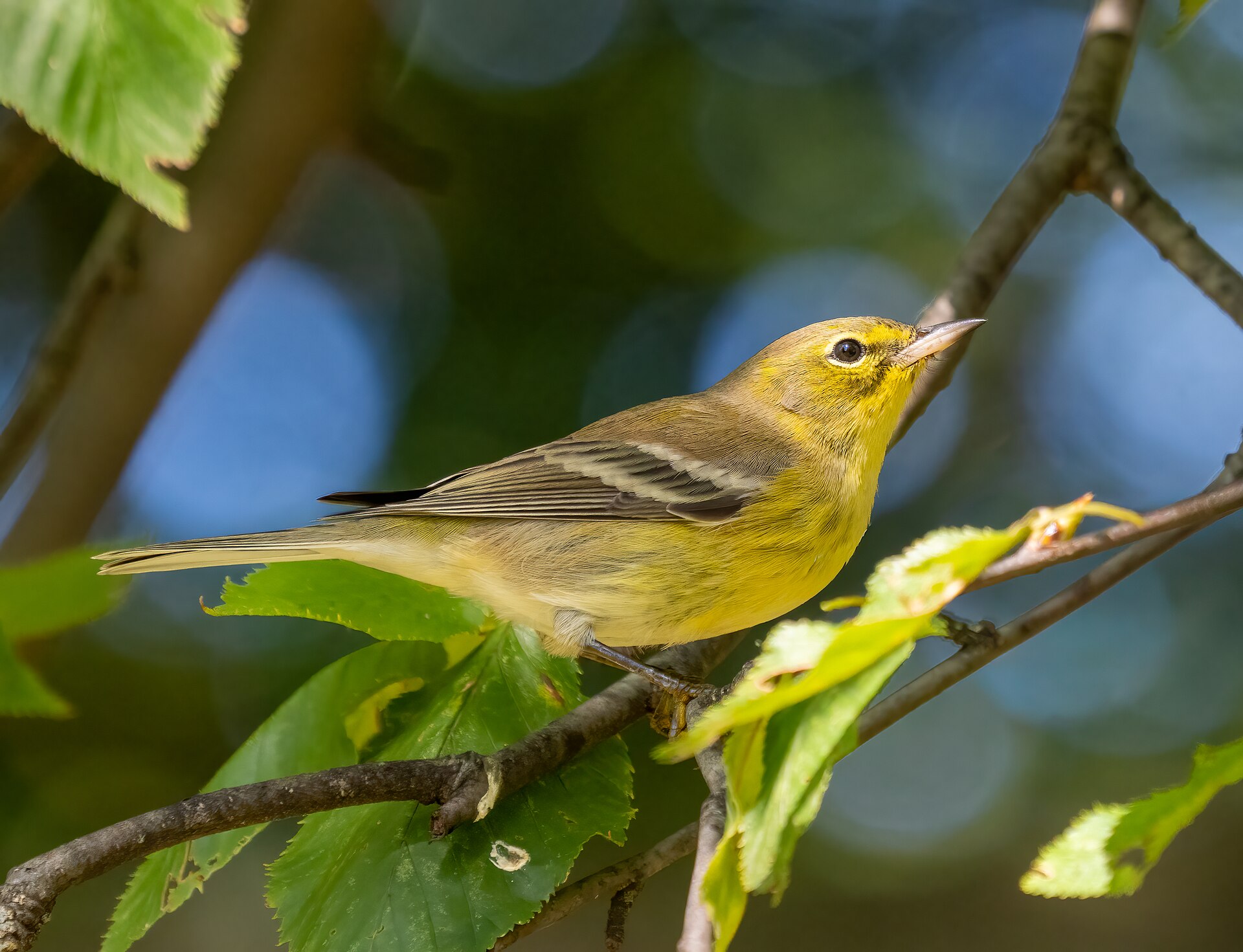 Prairie Warbler (Setophaga discolor)