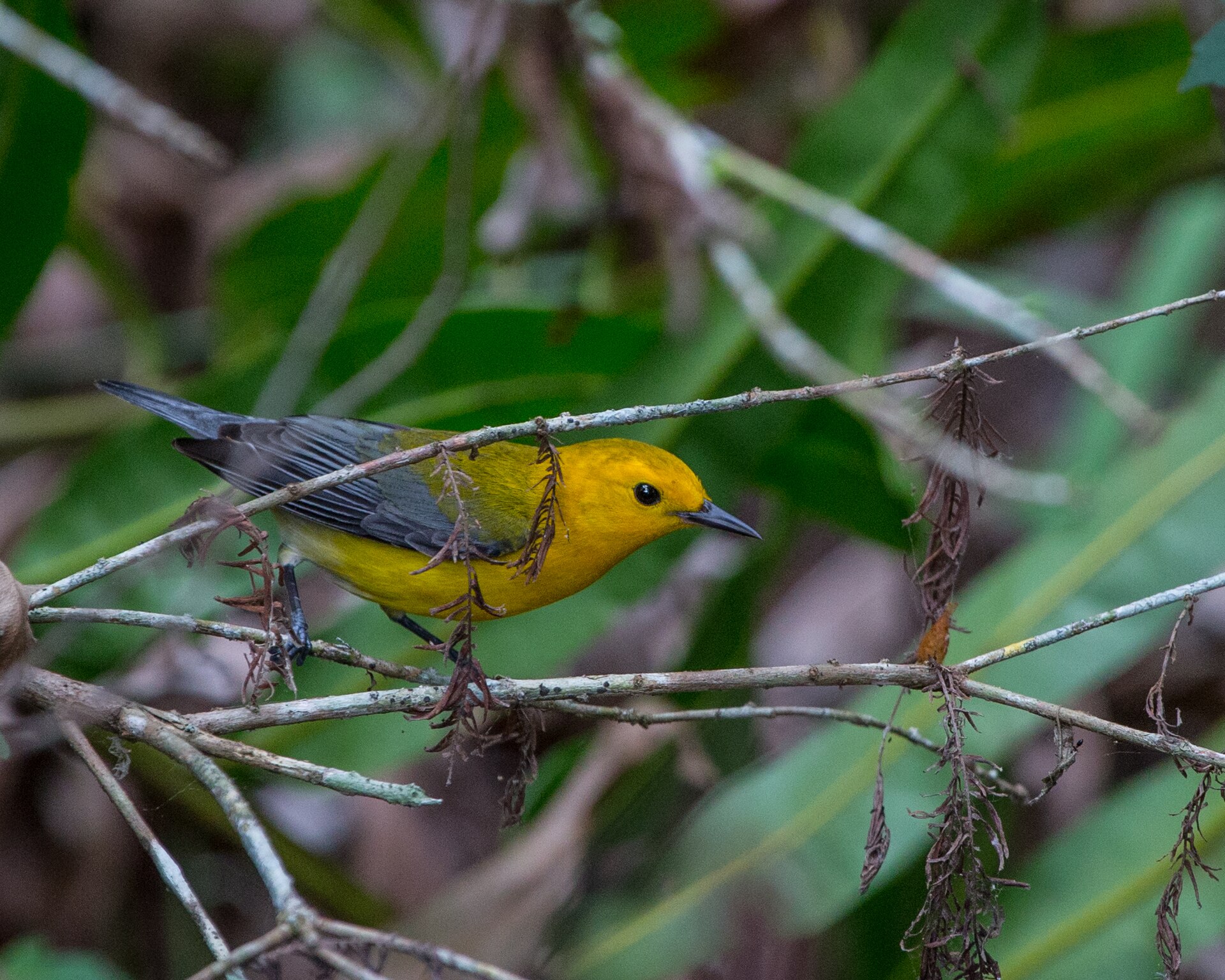 Prothonotary Warbler Migration ()