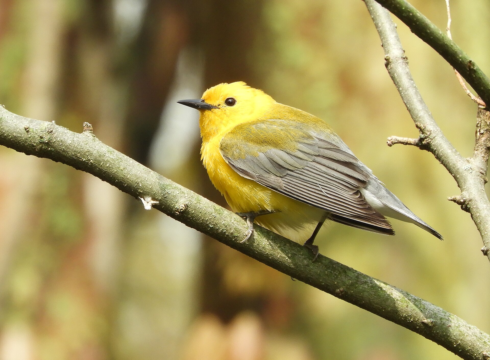 prothonotary warbler