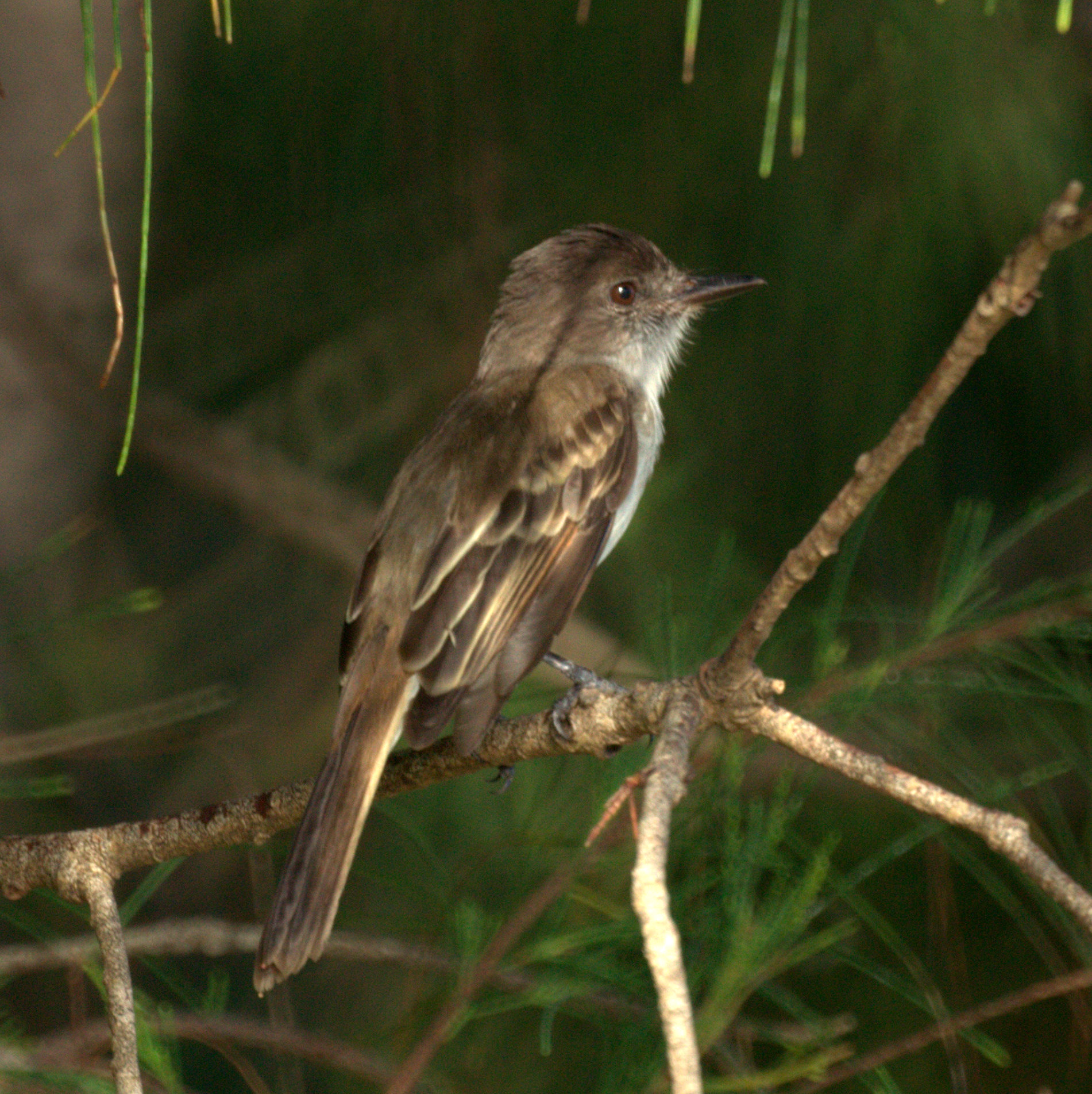 Puerto Rican Flycatcher Puerto Rican Flycatcher ()
