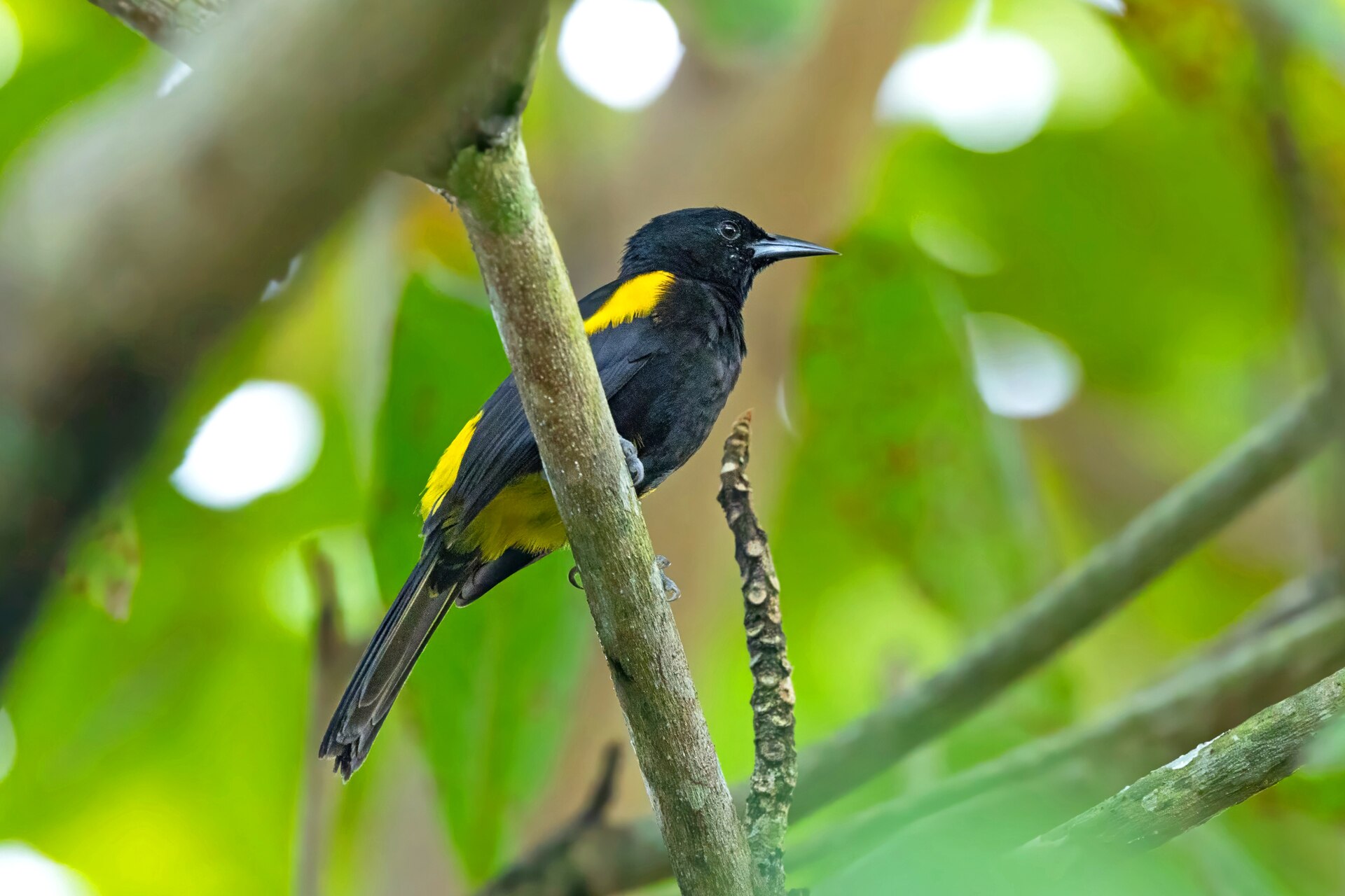 Puerto Rican Oriole Puerto Rican Oriole (Icterus portoricensis)