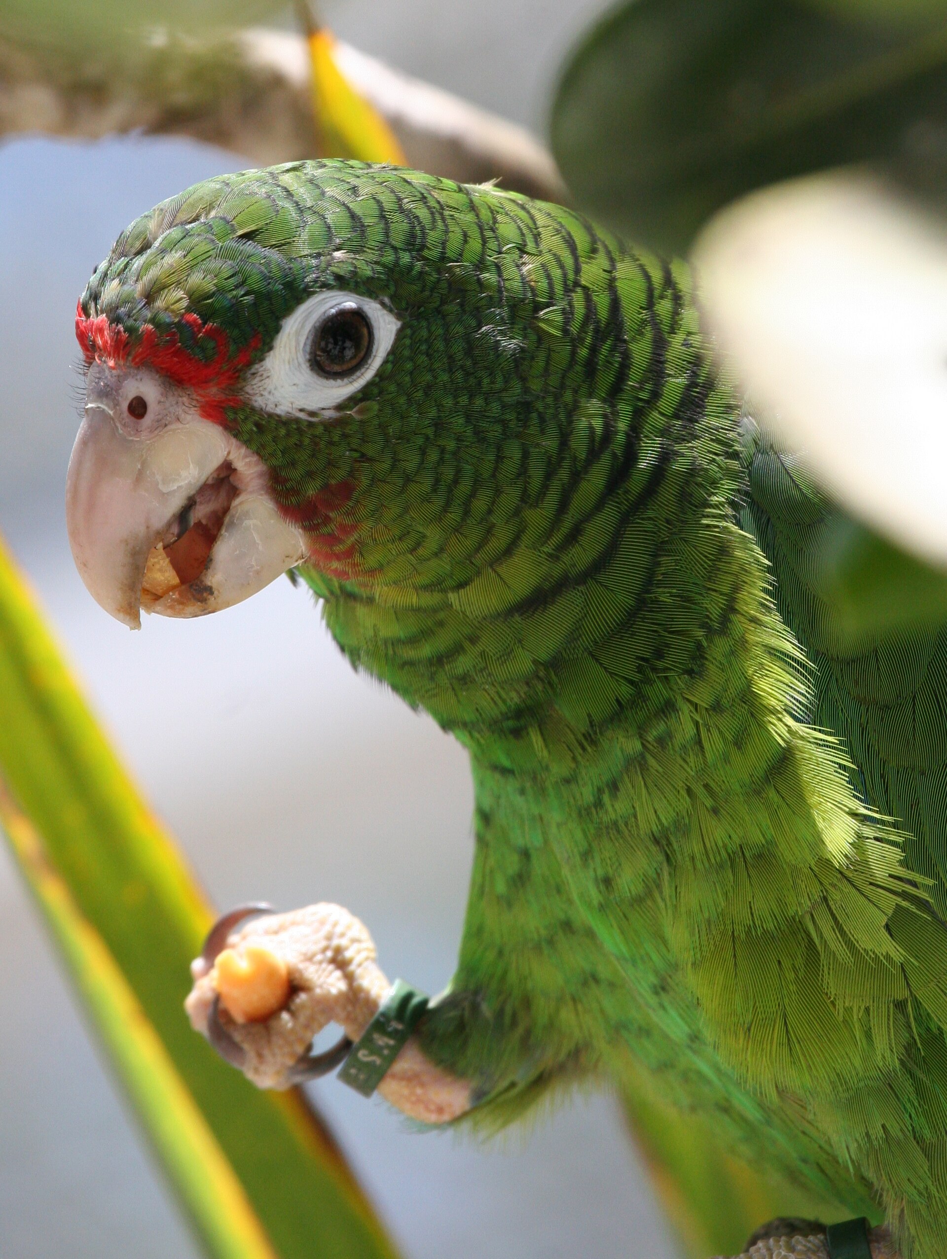 Puerto Rican Parrot Puerto Rican Parrot ()