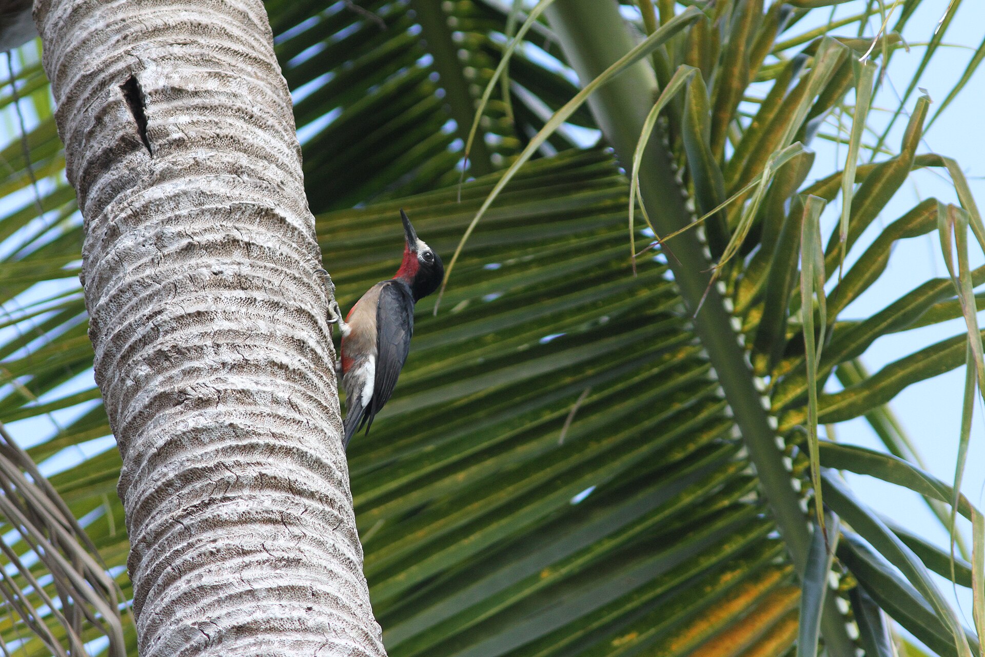 Puerto Rican Woodpecker Puerto Rican Woodpecker (Melanerpes portoricensis)