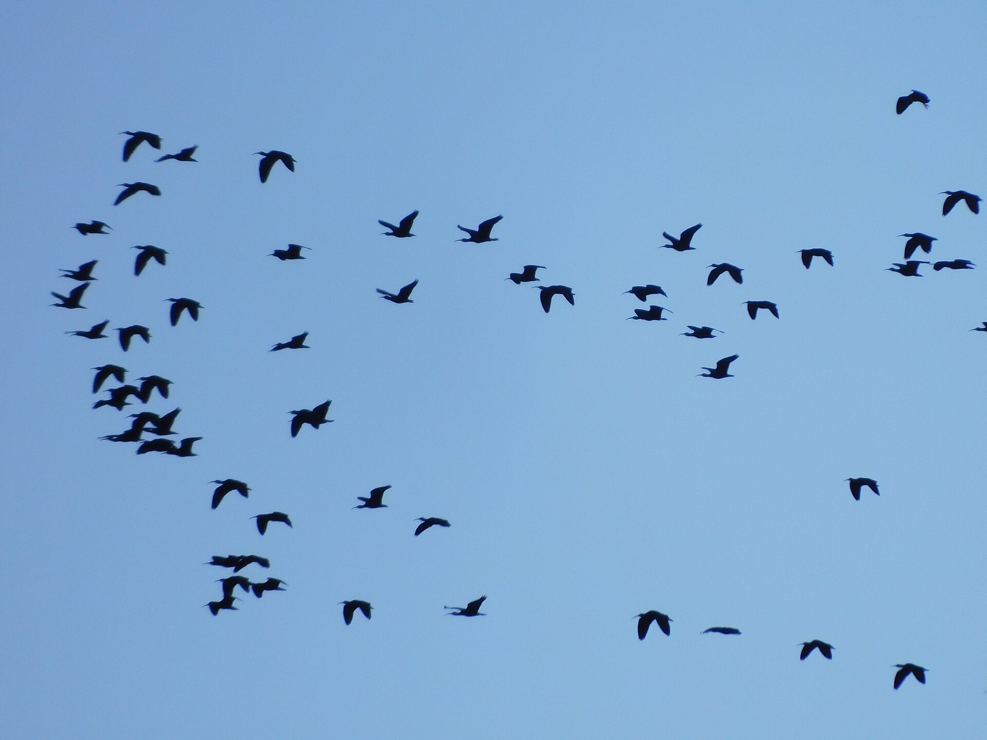 Puna Ibis (Plegadis ridgwayi)