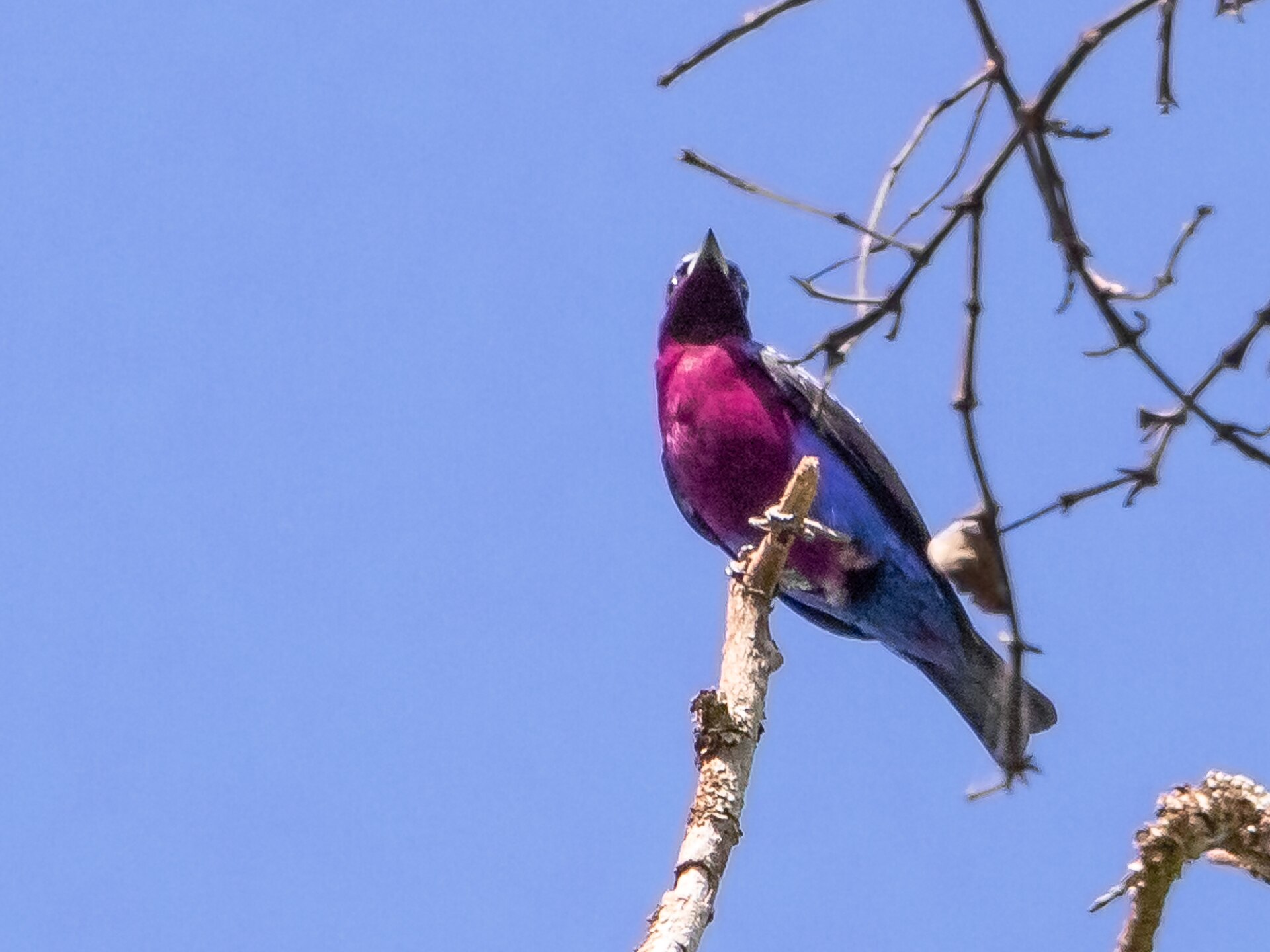 Purple-breasted Cotinga Purple-breasted Cotinga (Cotinga cayana)