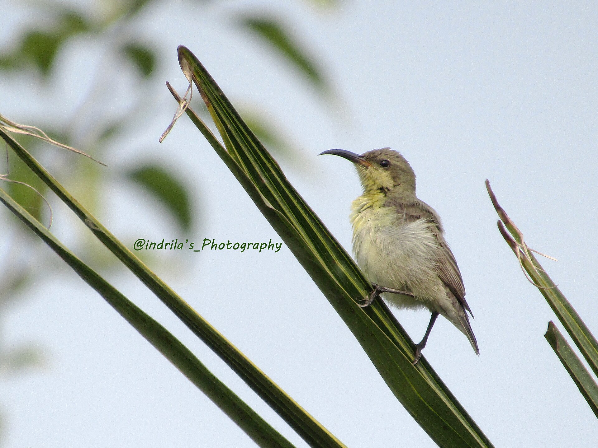 Purple-breasted Sunbird (Leptocoma zeylonica)