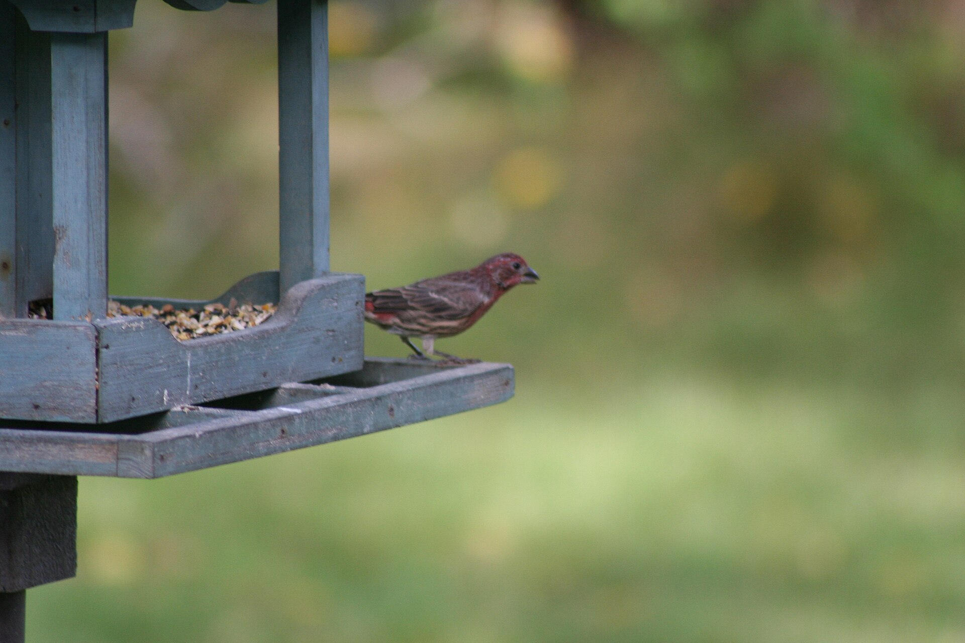 Purple Finch Identification ()