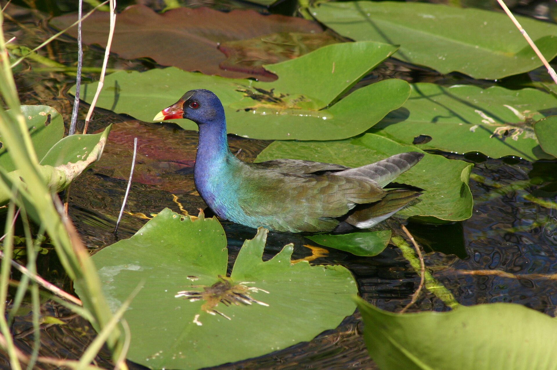 Purple Gallinule (Porphyrio martinica)