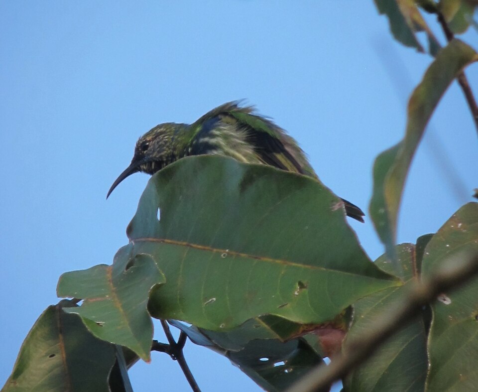 Purple Honeycreeper (Cyanerpes caeruleus)