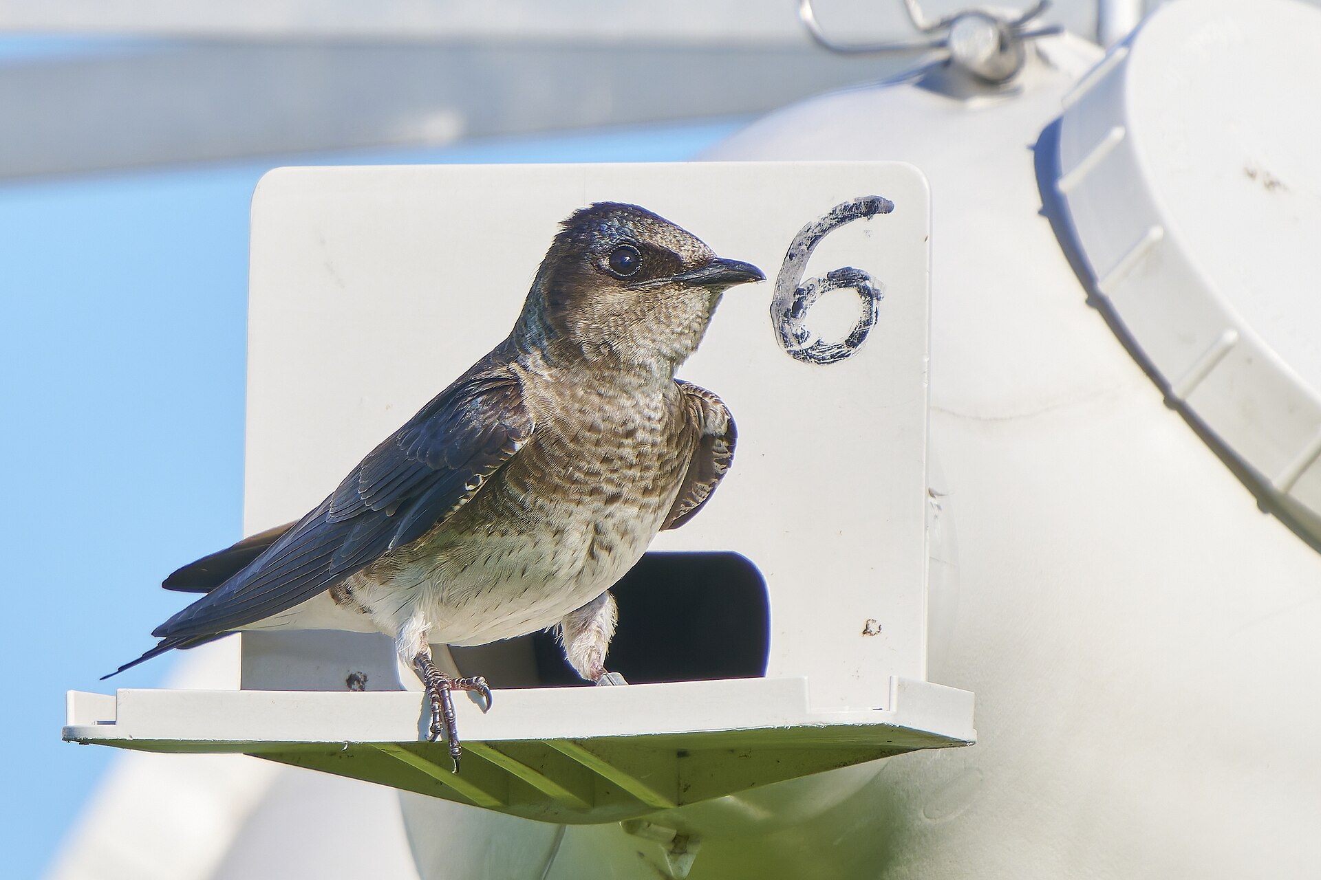 purple martin