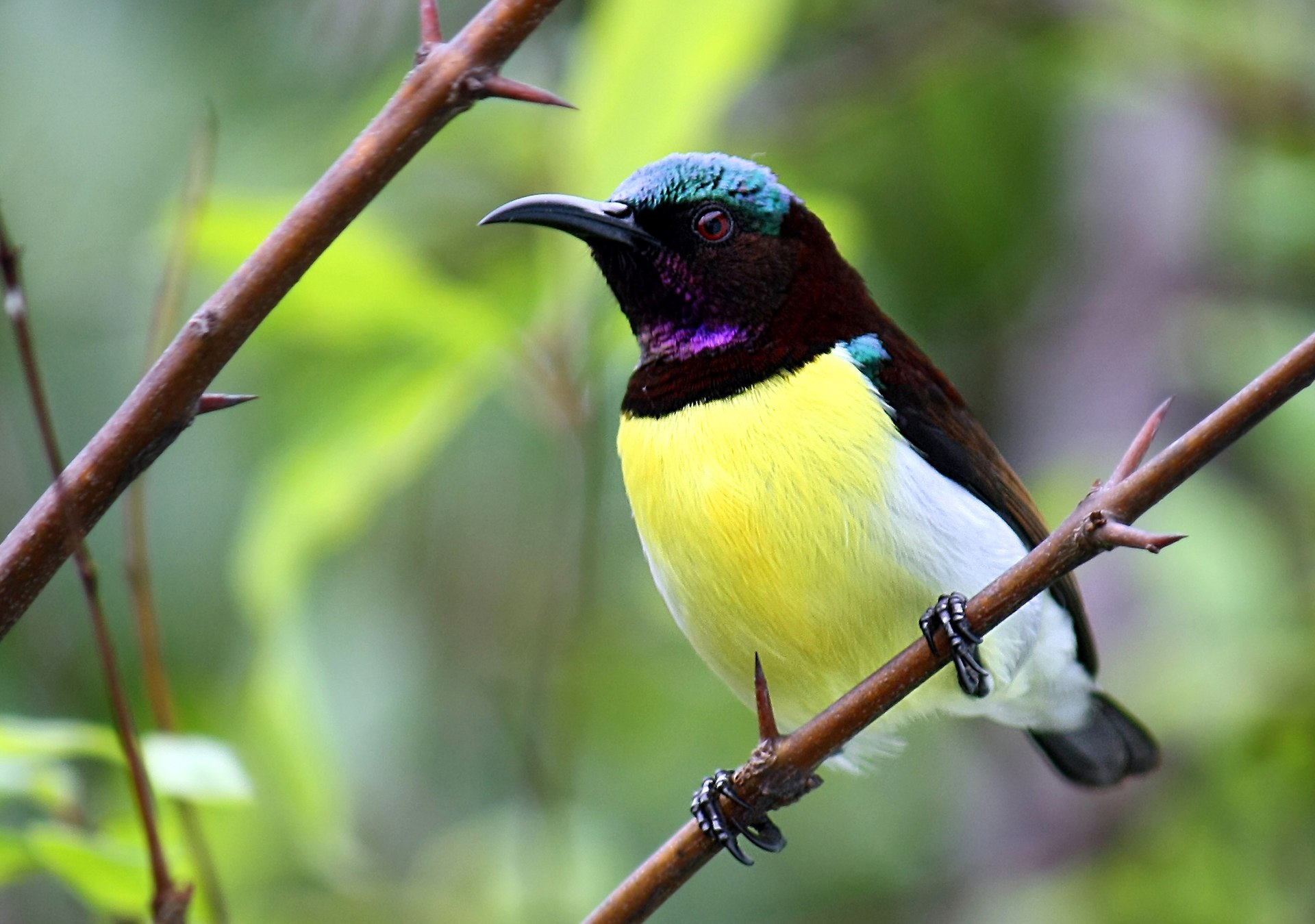 Purple-rumped Sunbird Purple-rumped Sunbird (Cinnyris asiaticus)