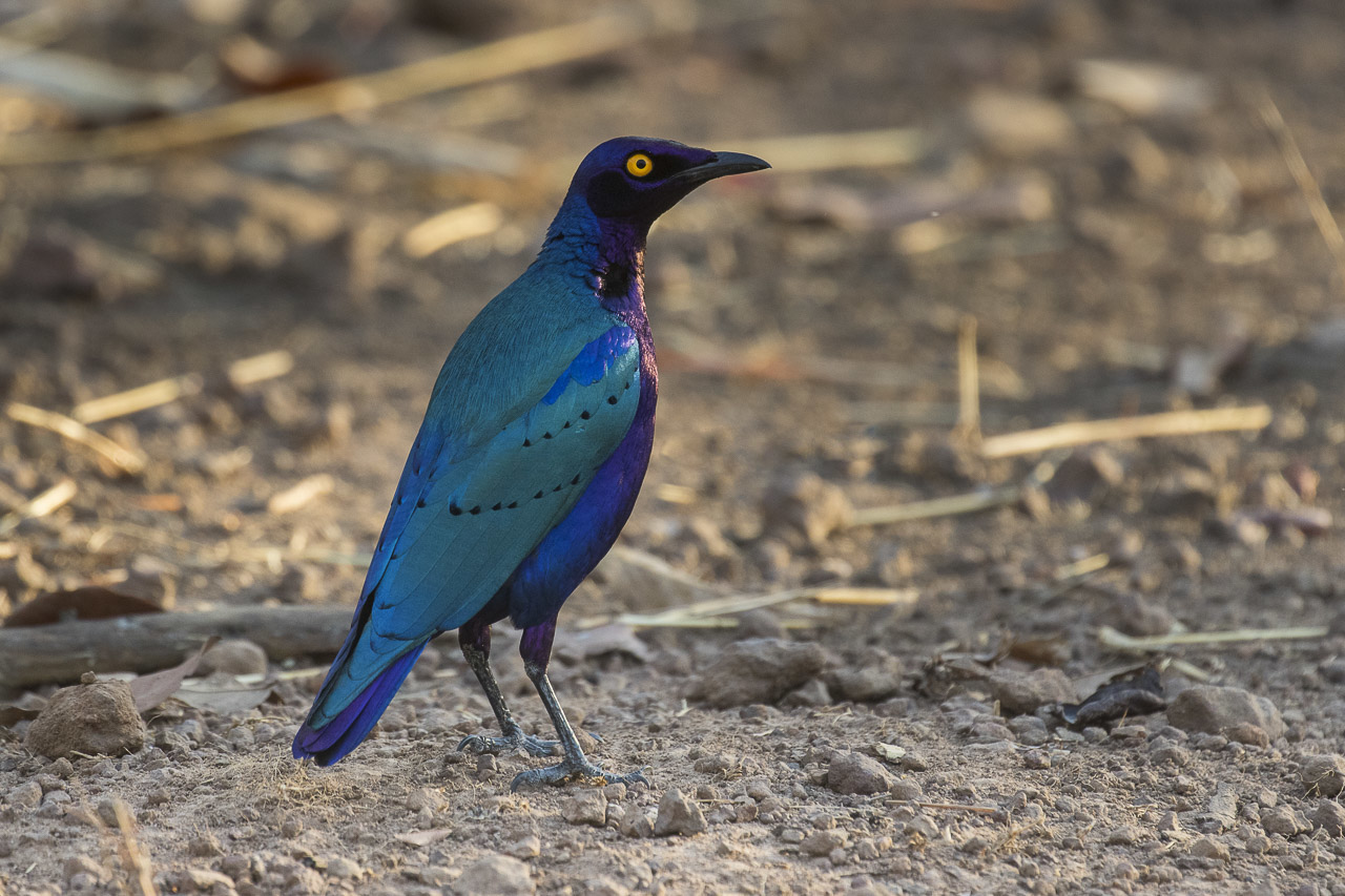 Purple Starling (Lamprotornis purpureus)