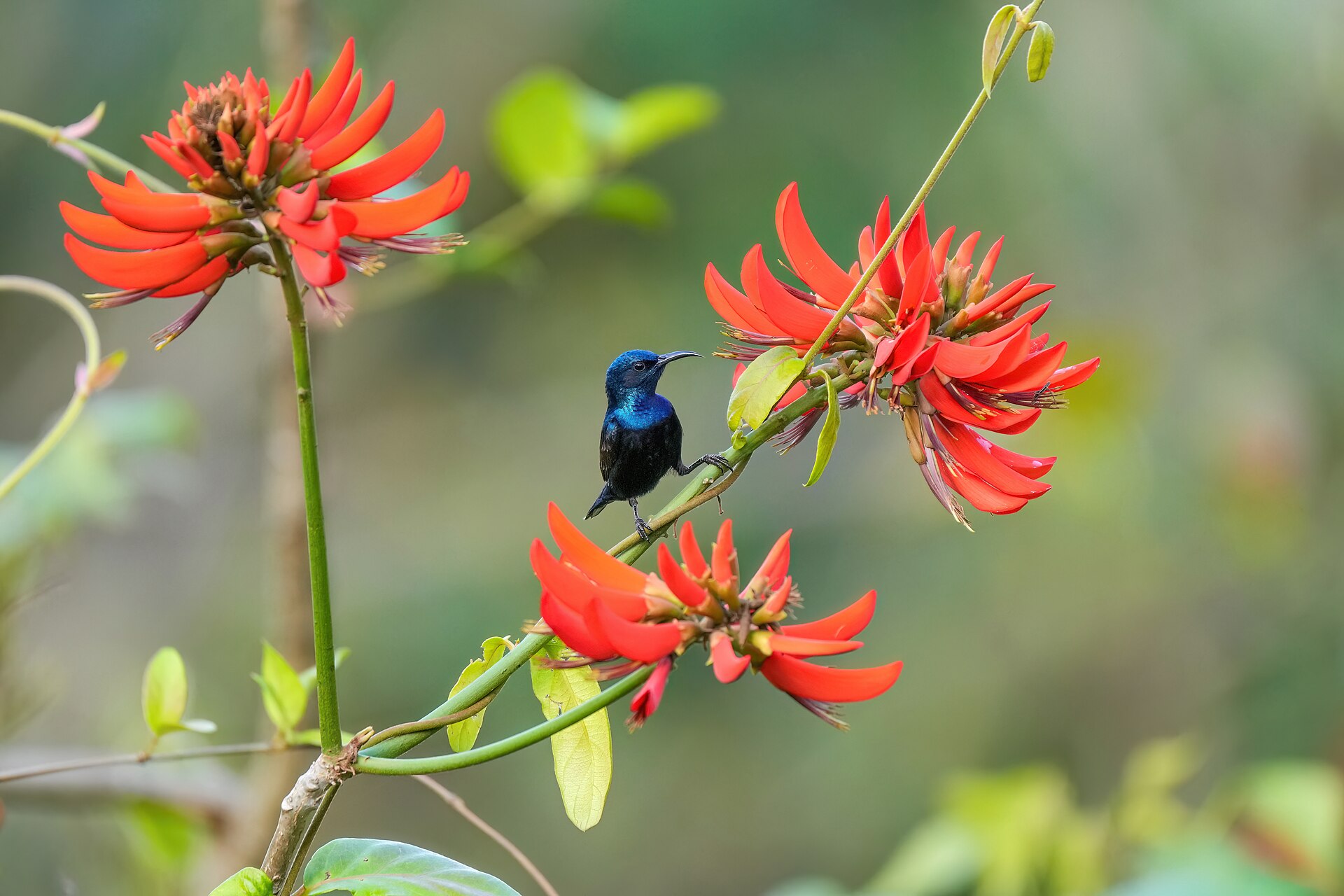 Purple Sunbird ()