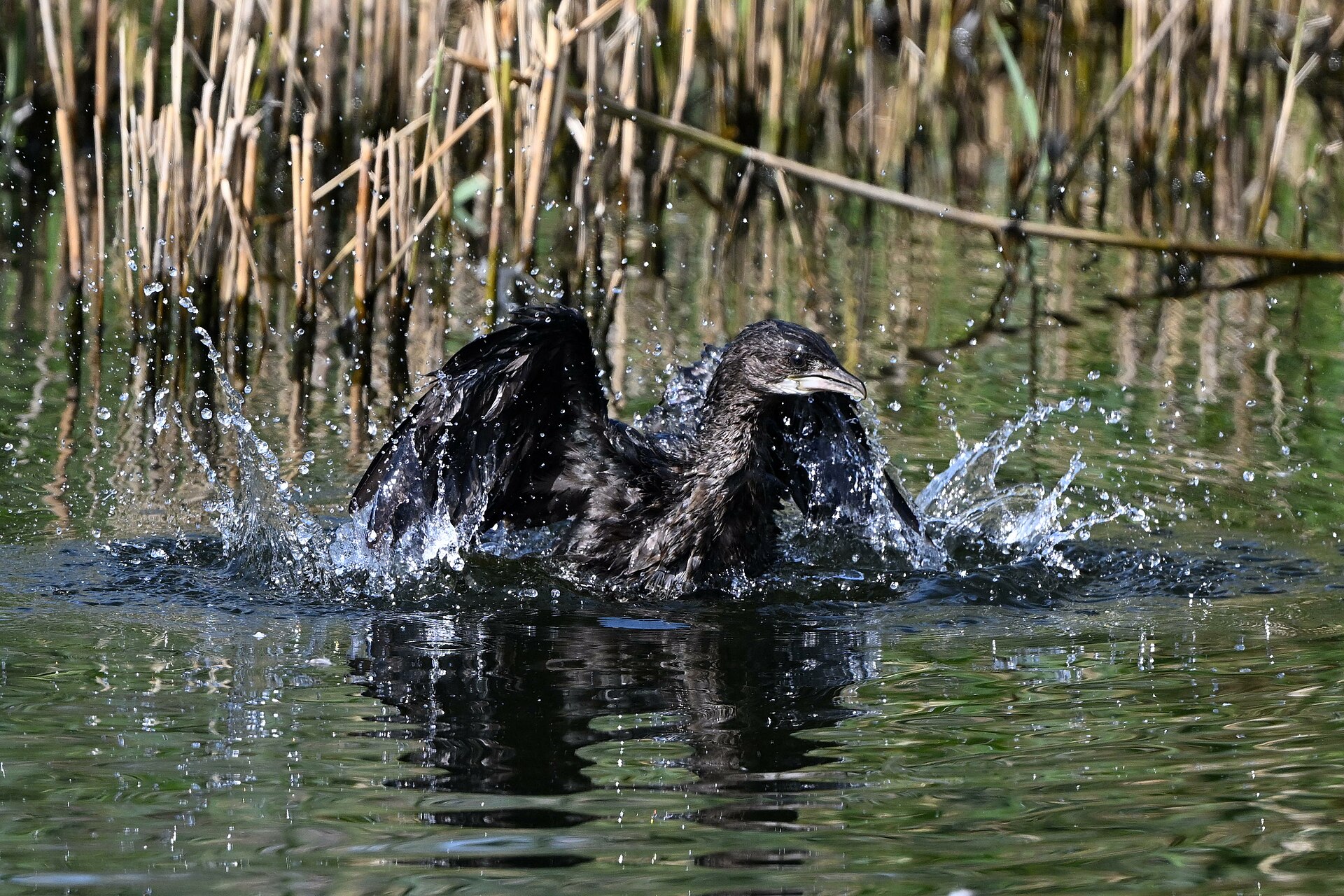 Pygmy Cormorant Pygmy Cormorant (Microcarbo pygmaeus)