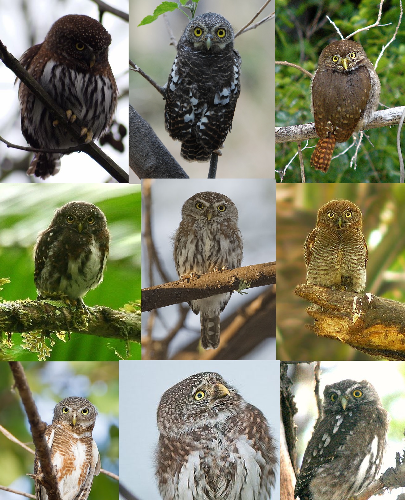 pygmy owl