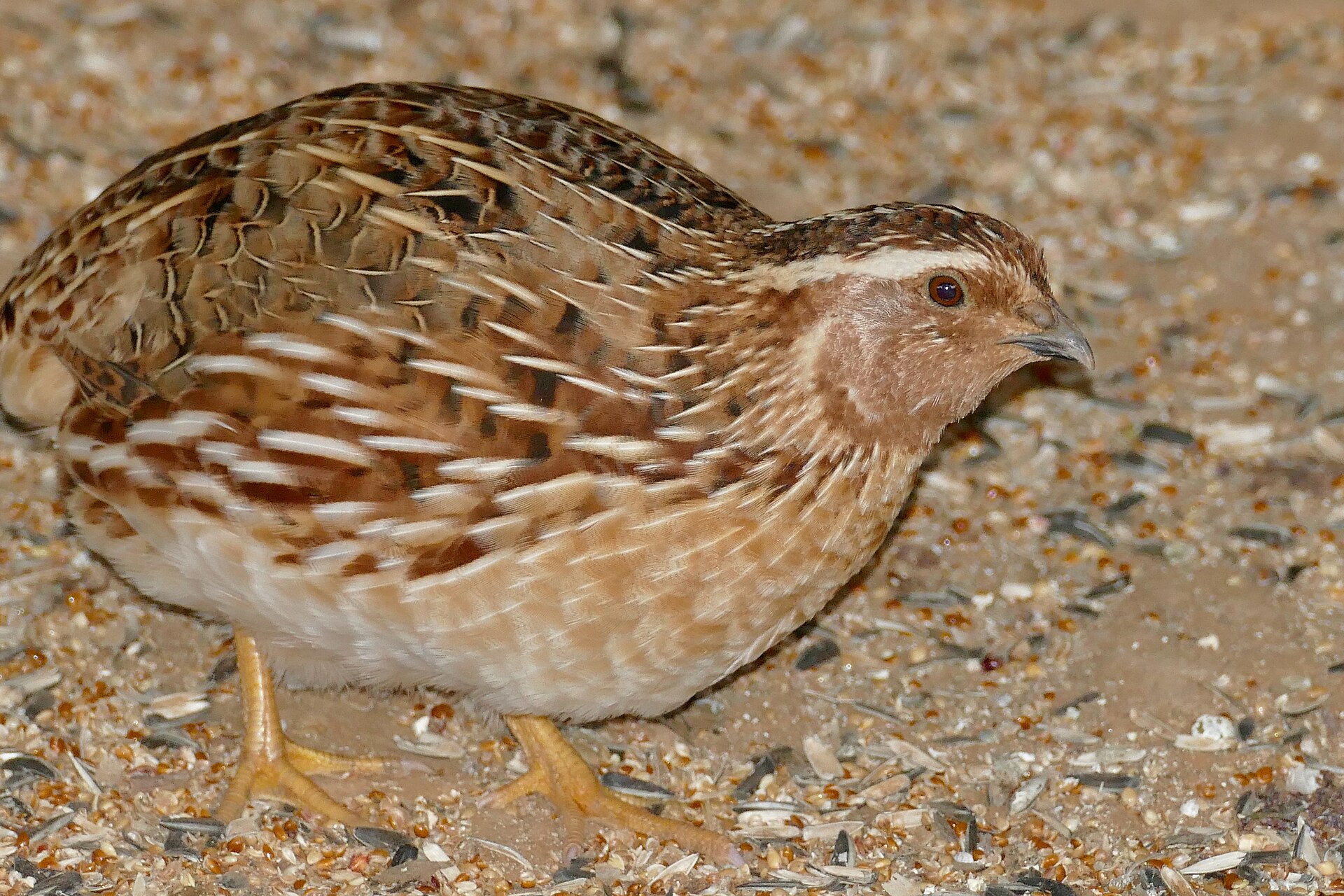 Quail ()