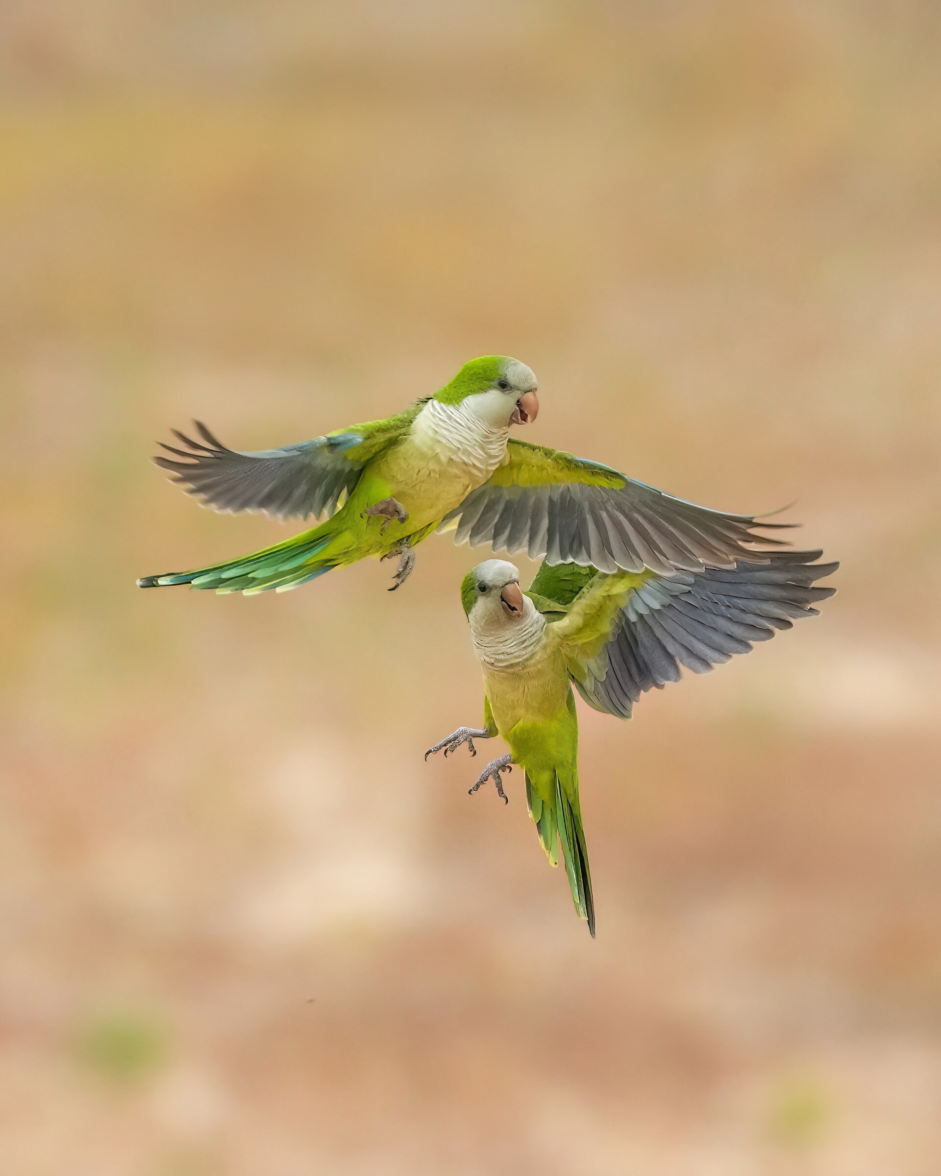 Quaker Parakeet (Myiopsitta monachus)