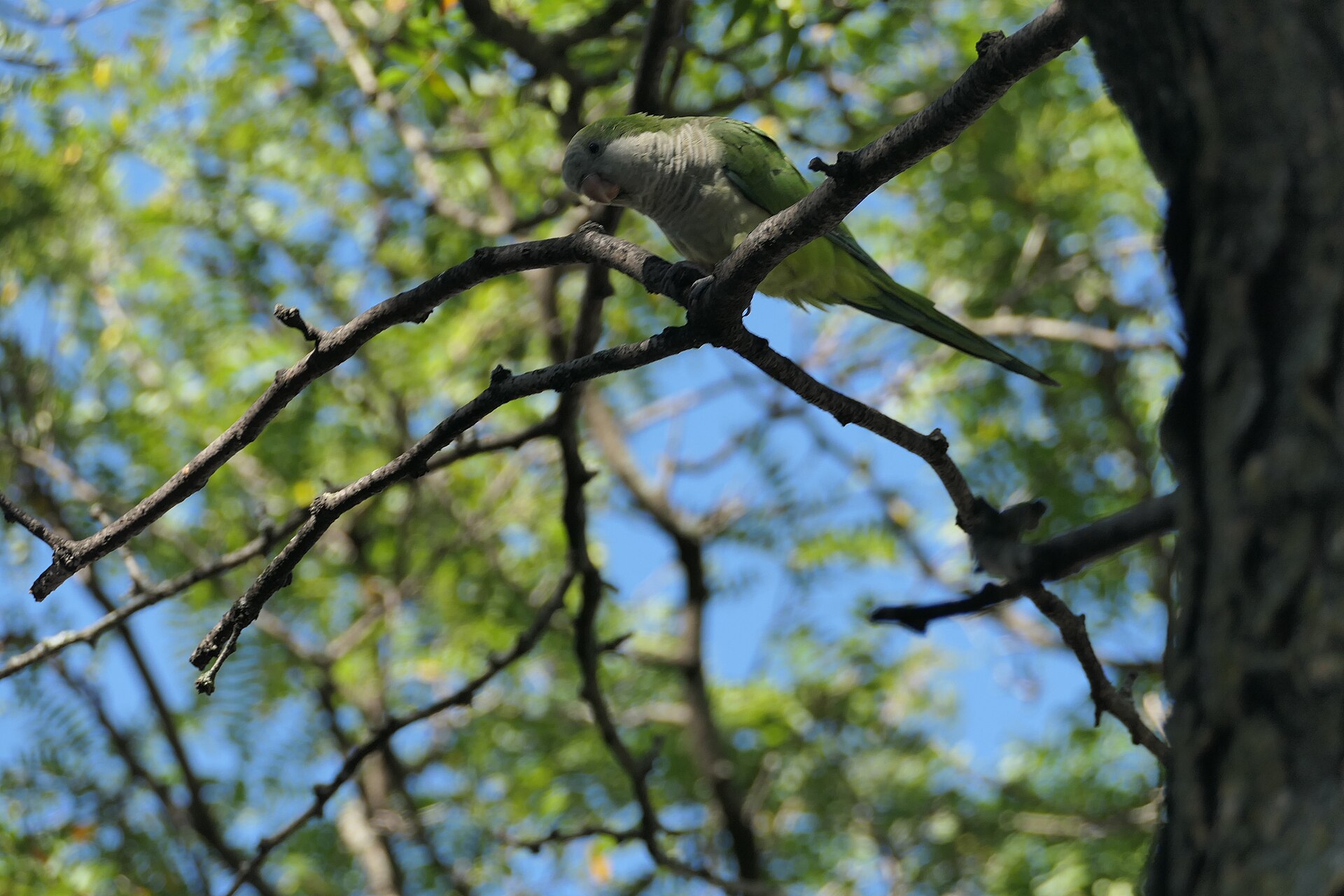 Quaker Parrot (Myiopsitta monachus)