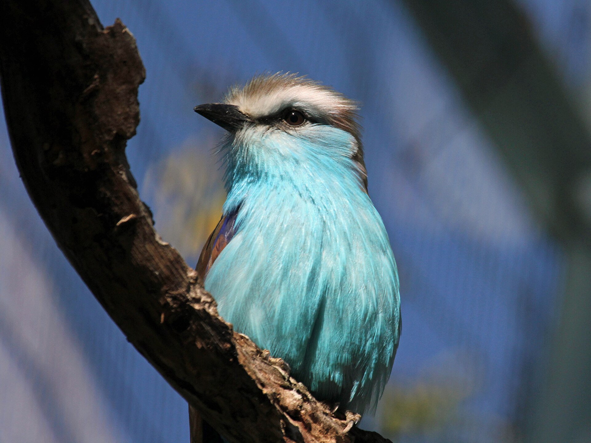 Racket-Tailed Roller ()