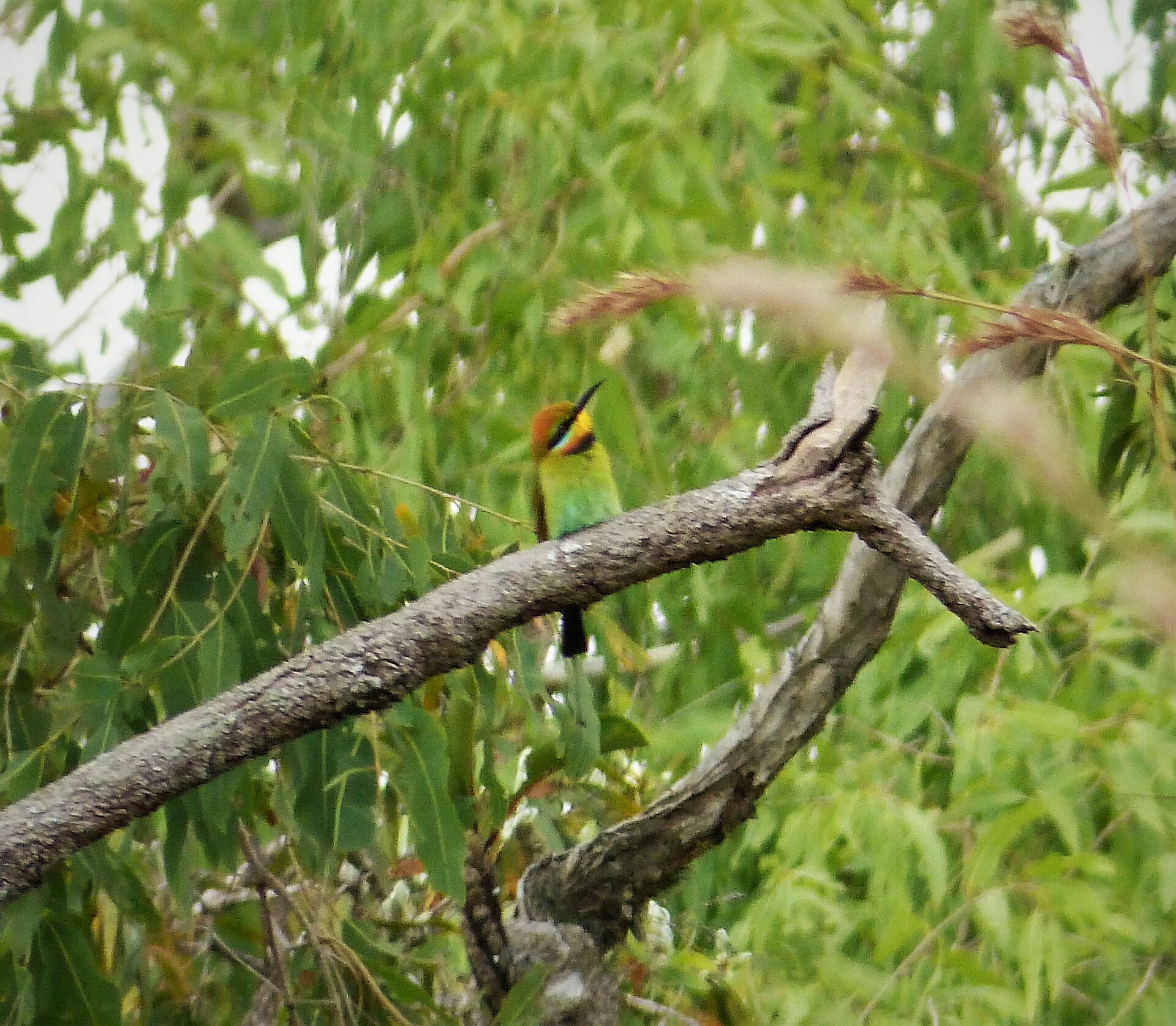 Rainbow Bee-Eater (Merops ornatus)