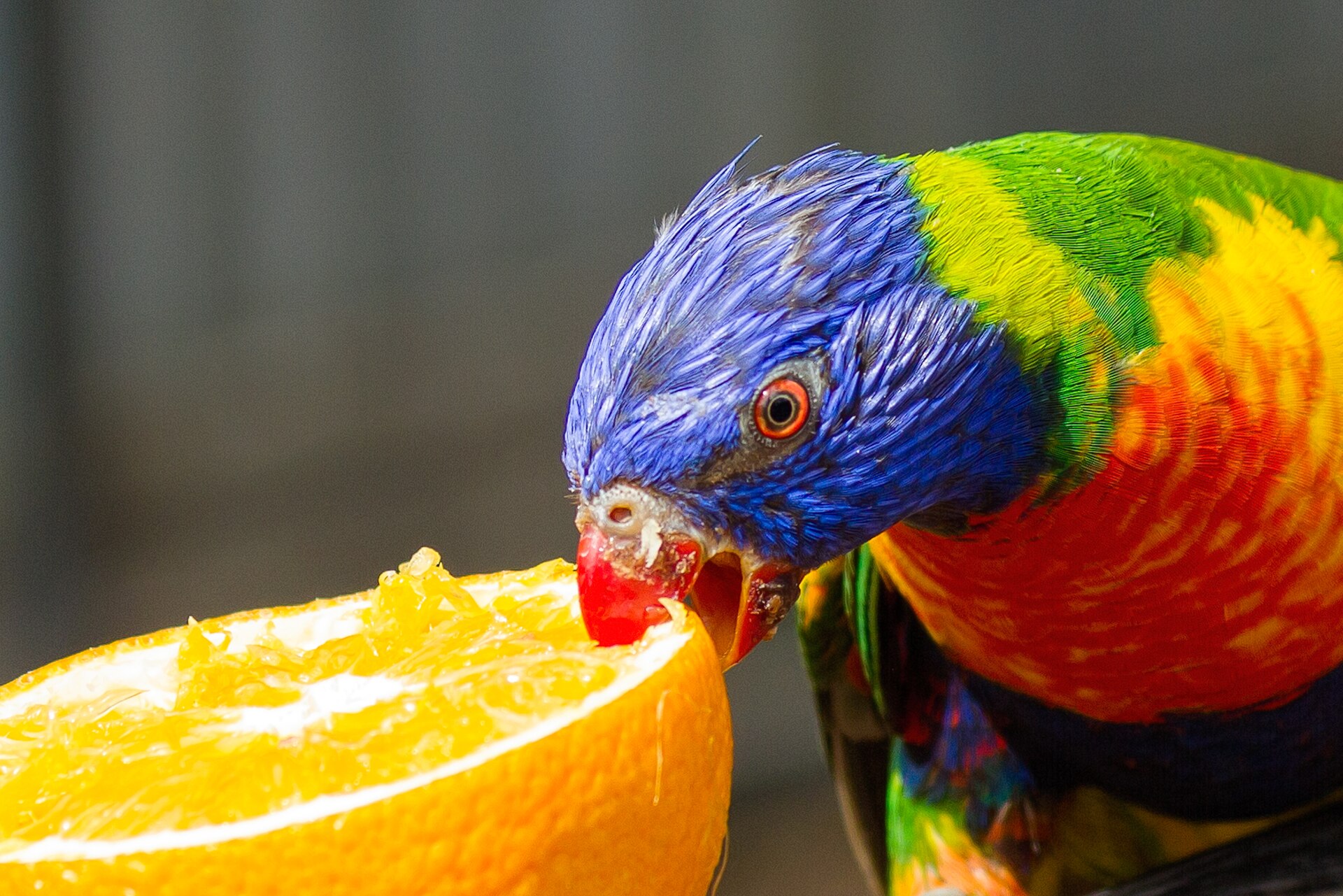 Rainbow Lorikeet Color Rainbow Lorikeet Color ()