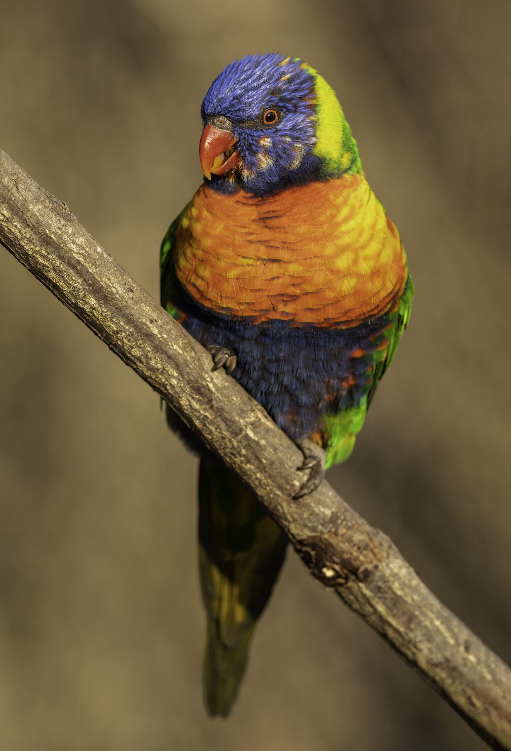 Rainbow Lorikeet Rainbow Lorikeet (Trichoglossus moluccanus)