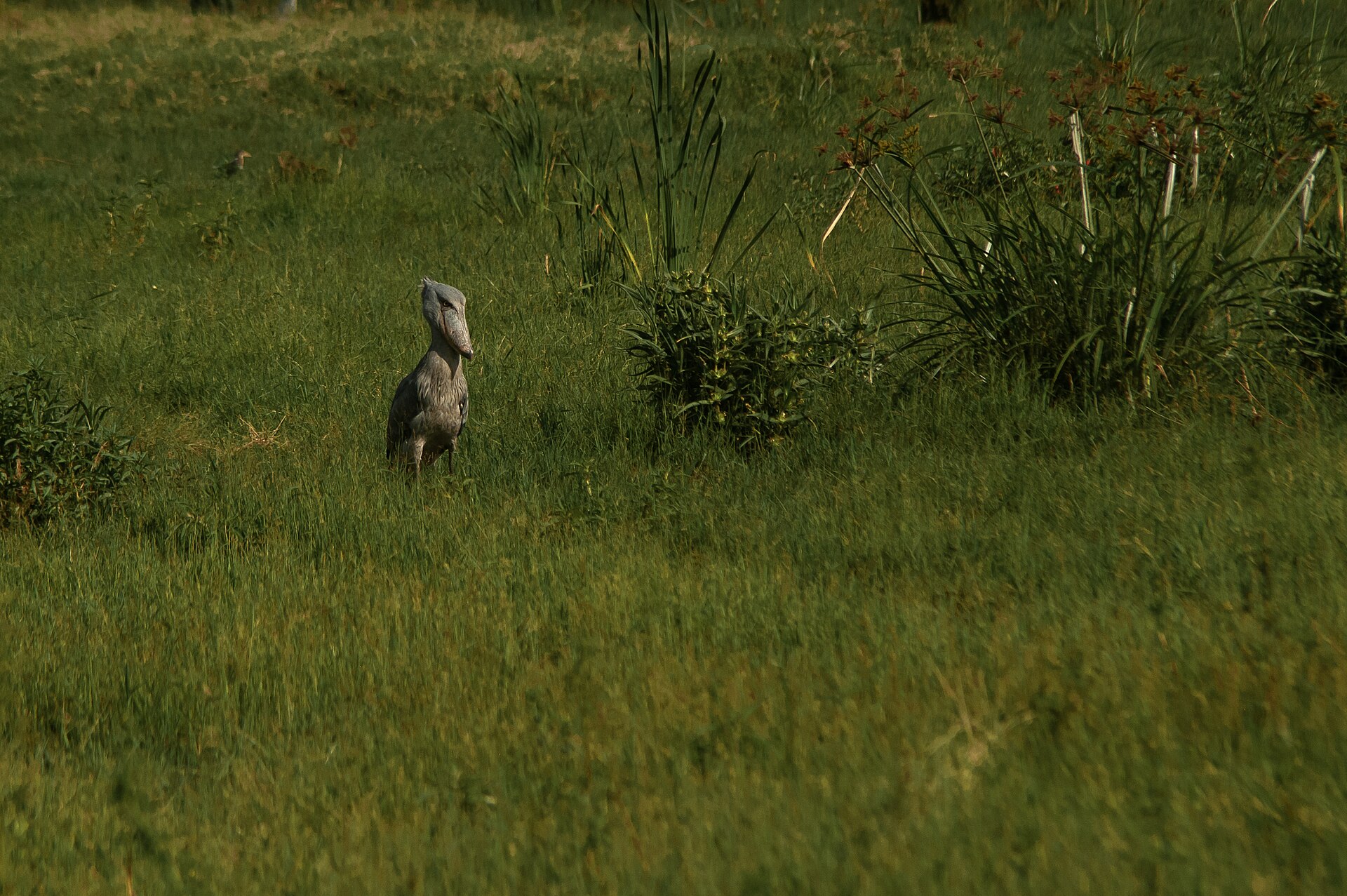 Rare Shoebill Stork ()