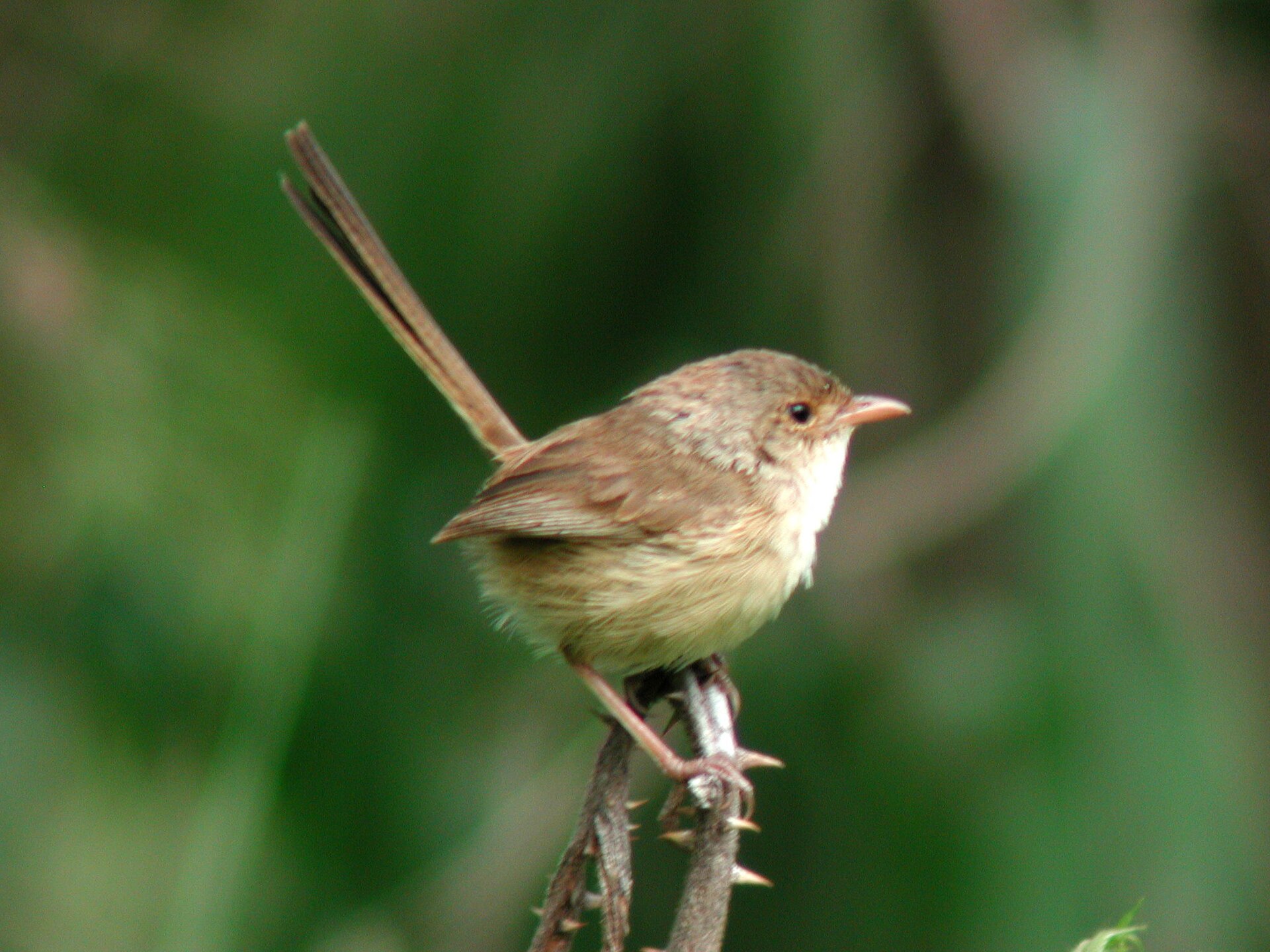 Red-Backed Fairywren (Malurus melanocephalus)