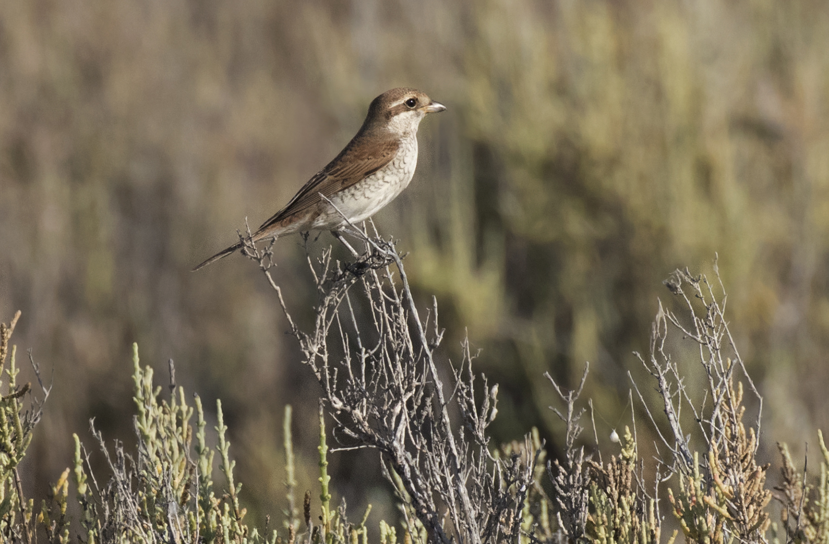 Red-backed Shrike Red-backed Shrike (Lanius collurio)